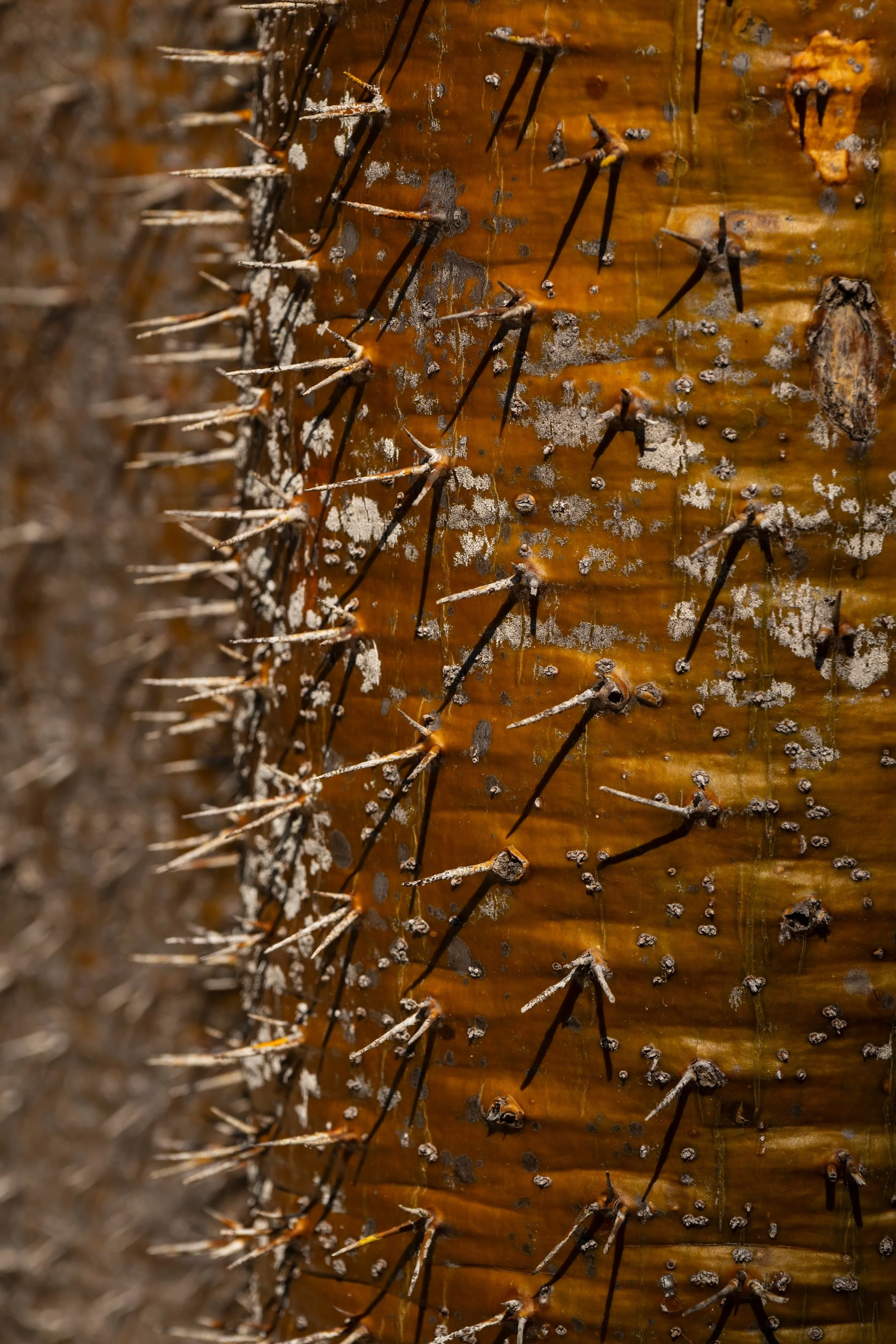 _DSC7620.jpeg