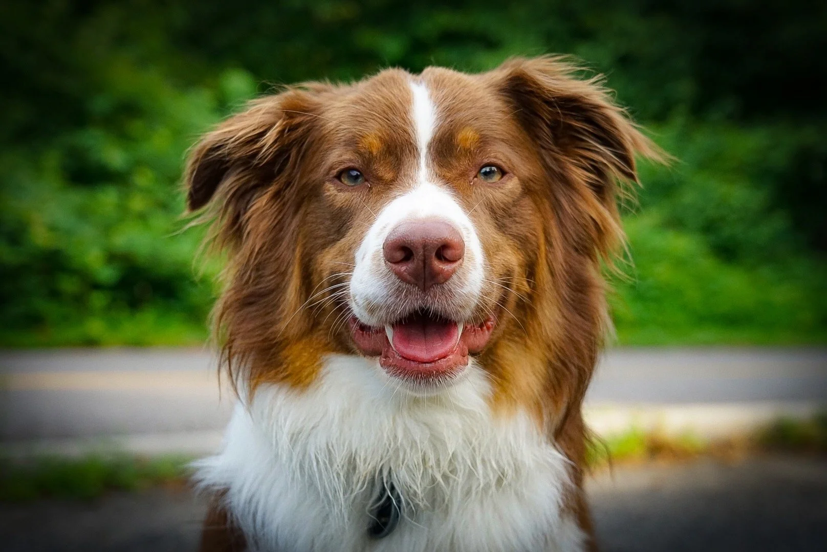 Close-up photo of a happy Australian Shepherd dog with brown and white fur, blue eyes, and a pink nose, outdoors with green foliage in the background.