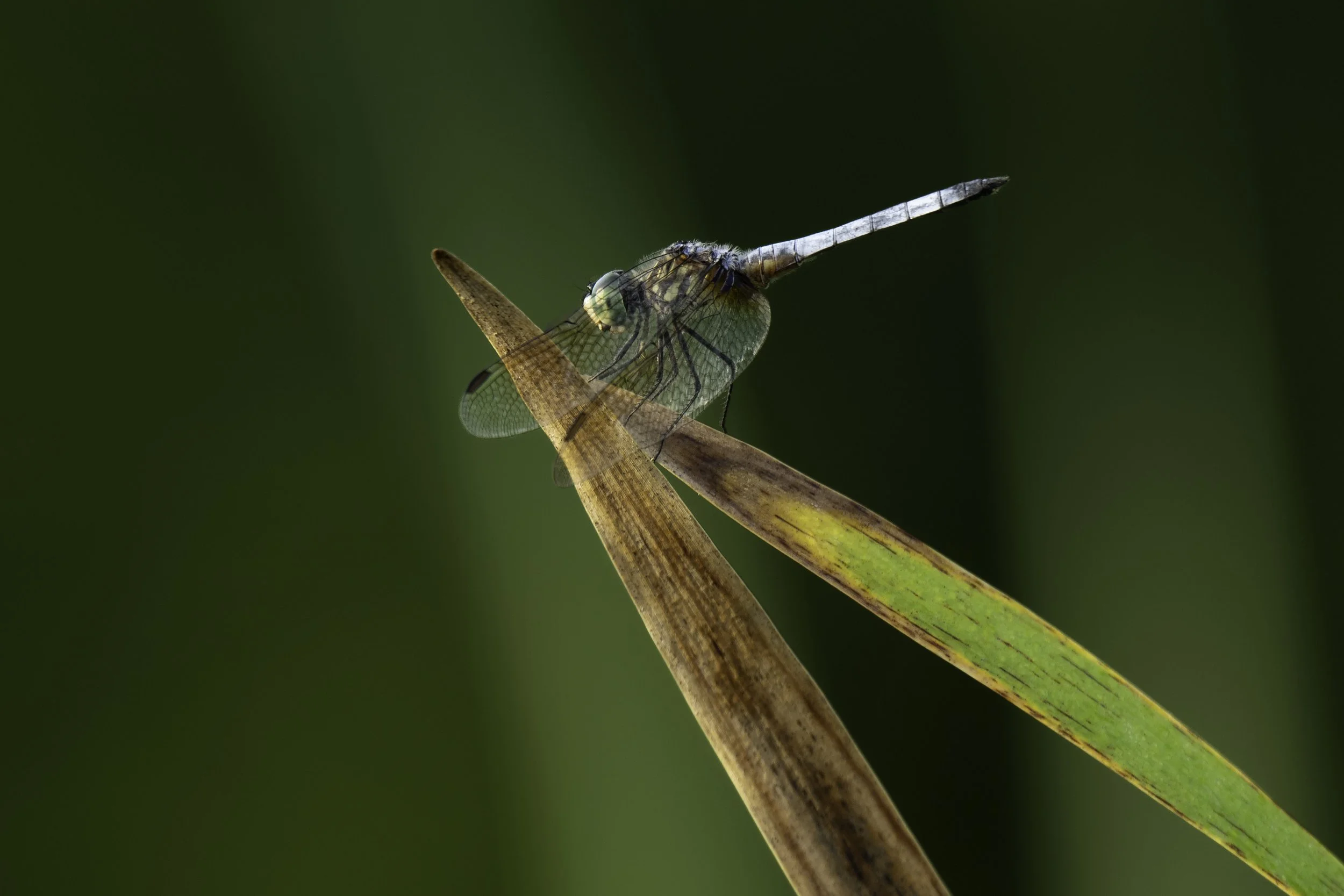 DSC_7286.jpg