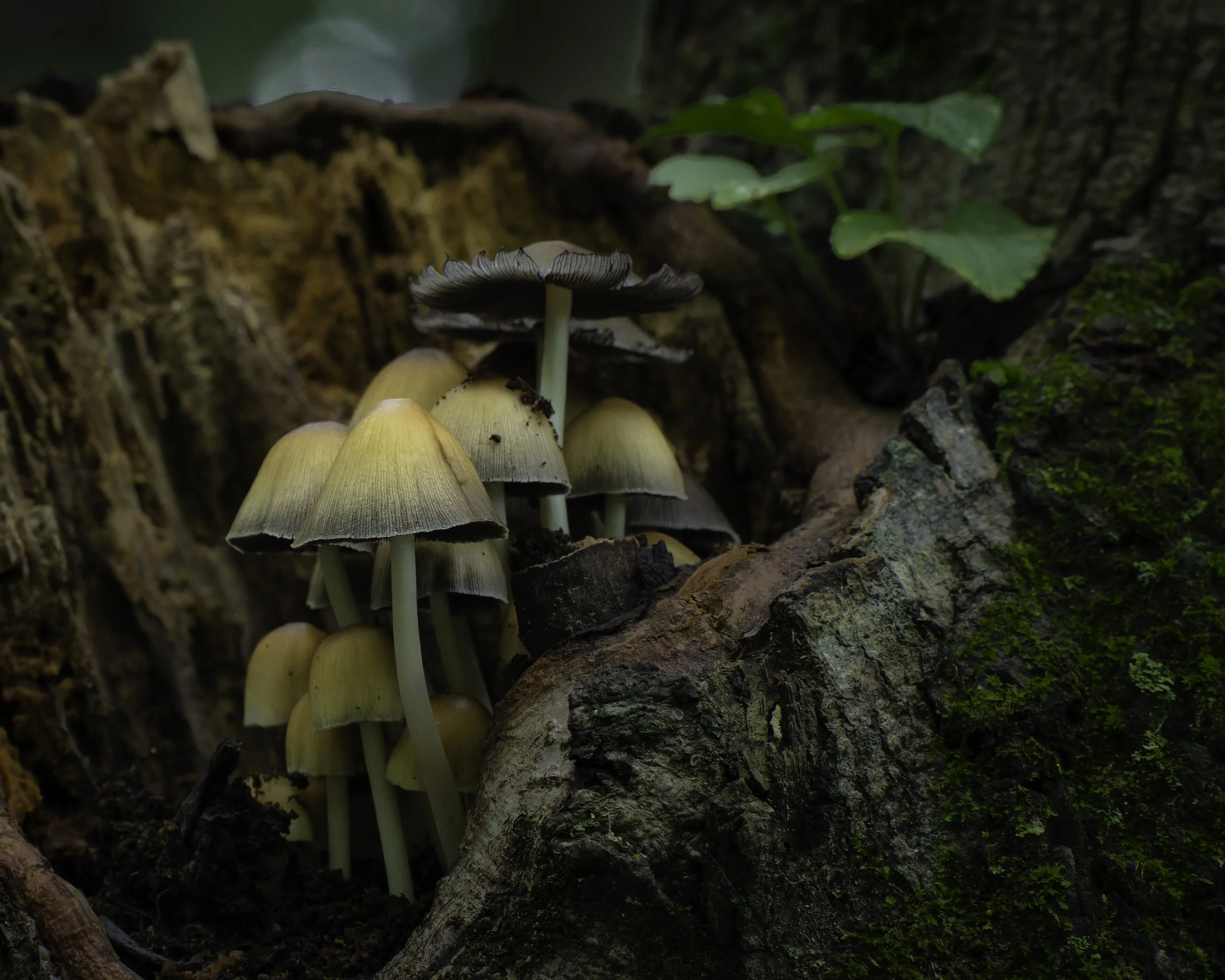 DSC_3616-DxO_DeepPRIME XD2s-3.jpg