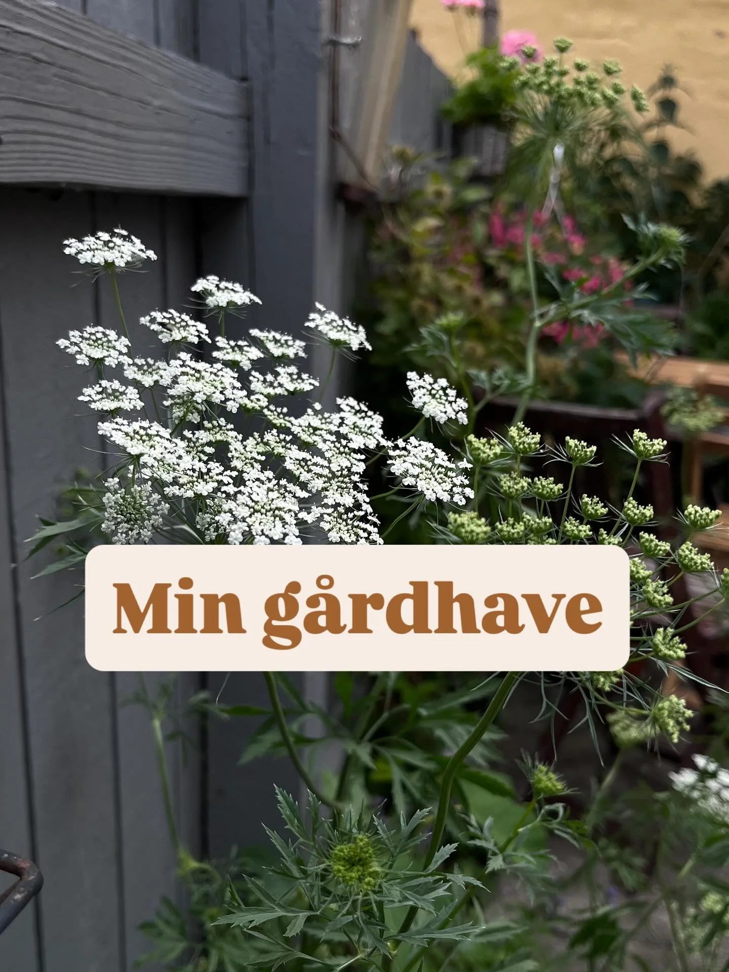 Kig med i min lille g&aring;rdhave, som fylder s&aring; lidt, men alt for mig og min hverdag 🌱

Har b&aring;de hortensia, klematis, tomater, mynte, to forskellige slags salvie, tagetes, hortensia, p&aelig;oner, dagpragtstjerne, digitalis, sommerfugl