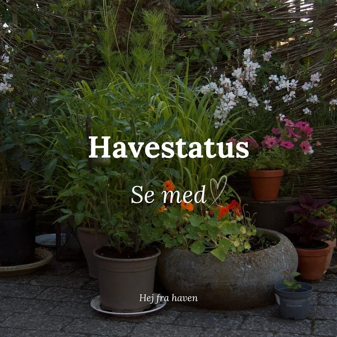 🌱 S T A T U S 🌱 Kan du hj&aelig;lpe mig? 

Hvert &aring;r er anderledes. Sidste &aring;r var der, som mange andre &aring;r, cosmos overalt. I hvert fald p&aring; vej p&aring; dette tidspunkt. 

I &aring;r er der n&aelig;sten igen. Helt bevidst. Hav