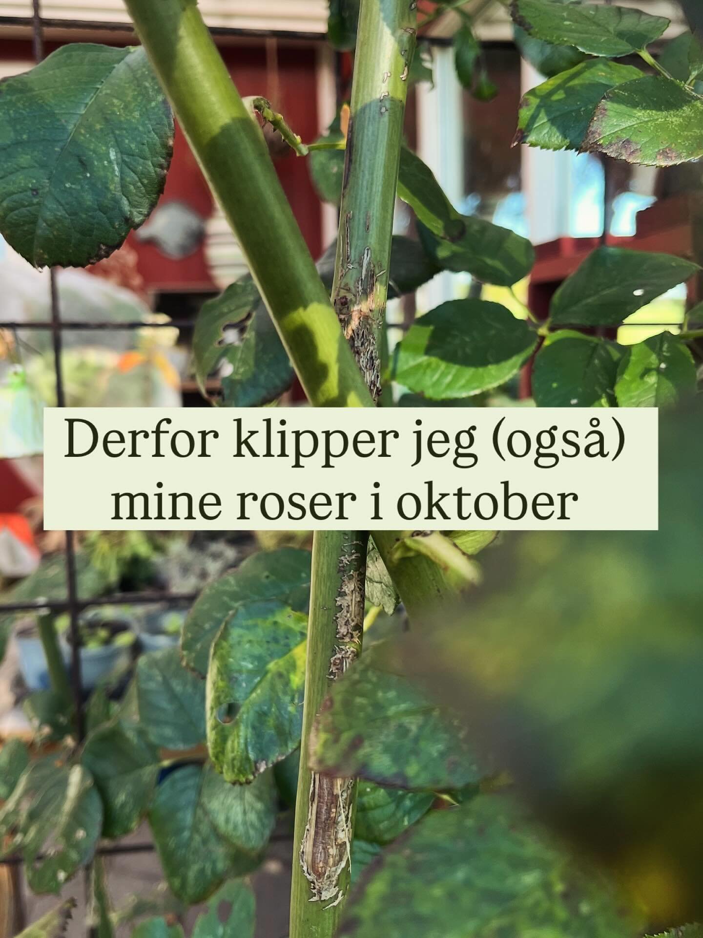 😱 &ldquo;Klipper du roserne ned NU!? I oktober. Hvor der netop har v&aelig;ret nattefrost&rdquo;

Ja. Det g&oslash;r jeg. Uden at ryste p&aring; h&aring;nden.
For det er v&aelig;rre for roserne at v&aelig;re lange og ranglende, n&aring;r efter&aring