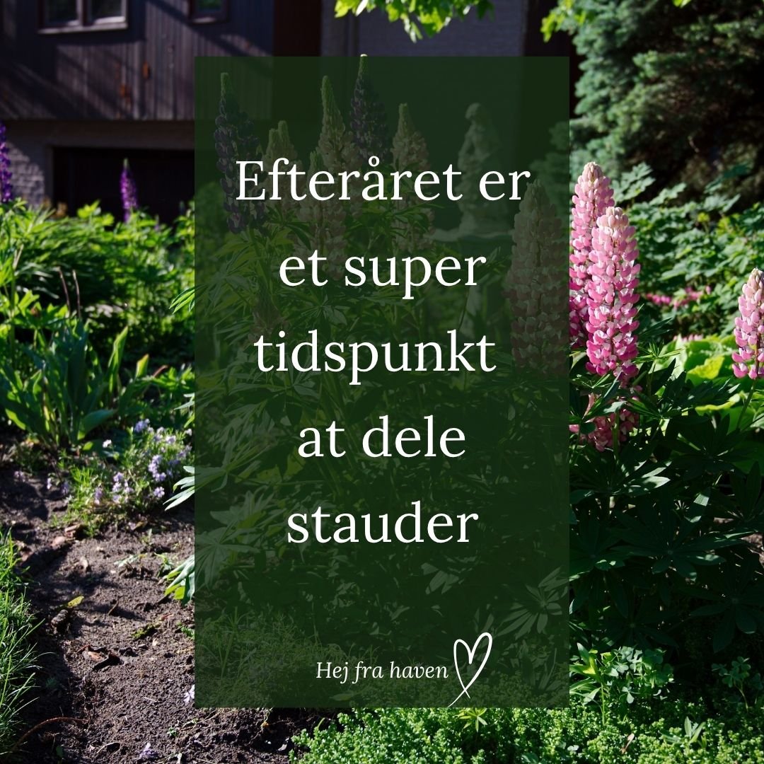 🌱 OG DU KAN N&Aring; DET ENDNU 🌱

Det handler nemlig ikke om kalenderen, men om jorden.
S&aring; l&aelig;nge den er lun, fugtig og nem at arbejde med, kan planterne n&aring; at danne nye r&oslash;dder, f&oslash;r frosten kommer.

N&aring;r dagene b