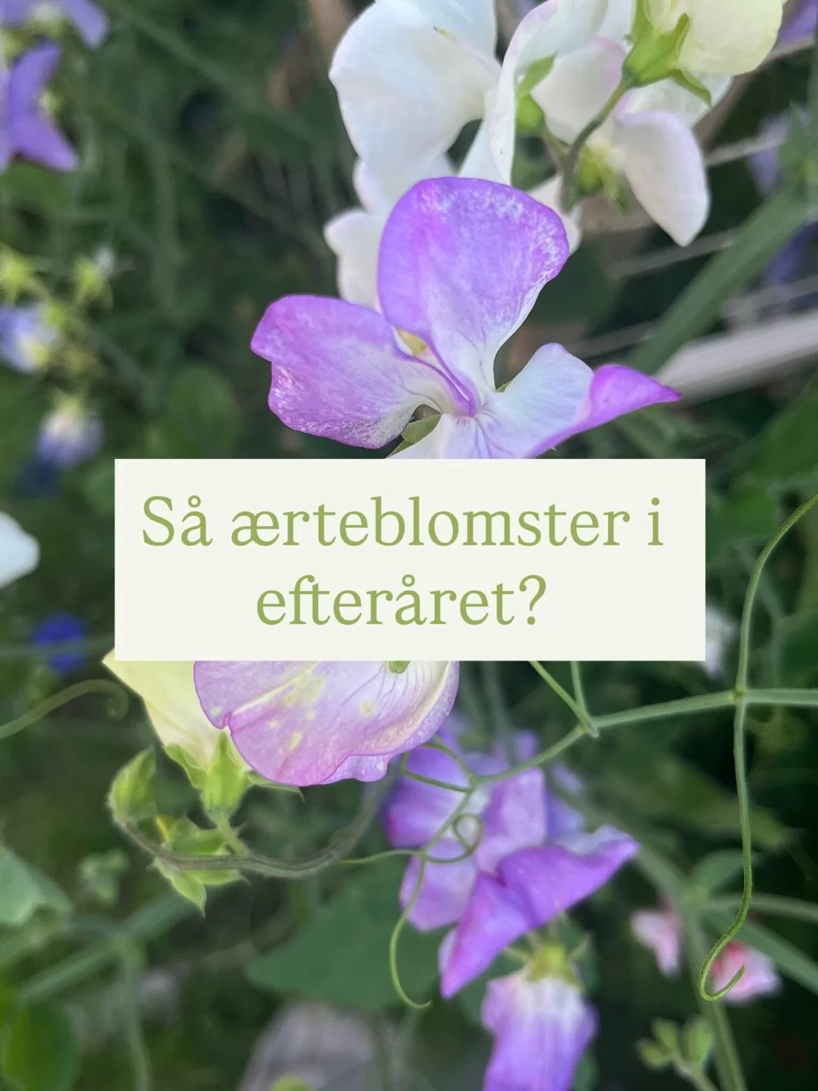 🌱 JEG S&Aring;R &AElig;RTEBLOMSTER I EFTER&Aring;ET 🌱 

Og det virker bare. Fordi: 

🌸De kommer hurtigere i blomst til n&aelig;ste sommer.

🌸 De bliver st&aelig;rkere og mere robuste. Hvilket er godt, n&aring;r min have dyrkes i sommerhuset. 

🌸