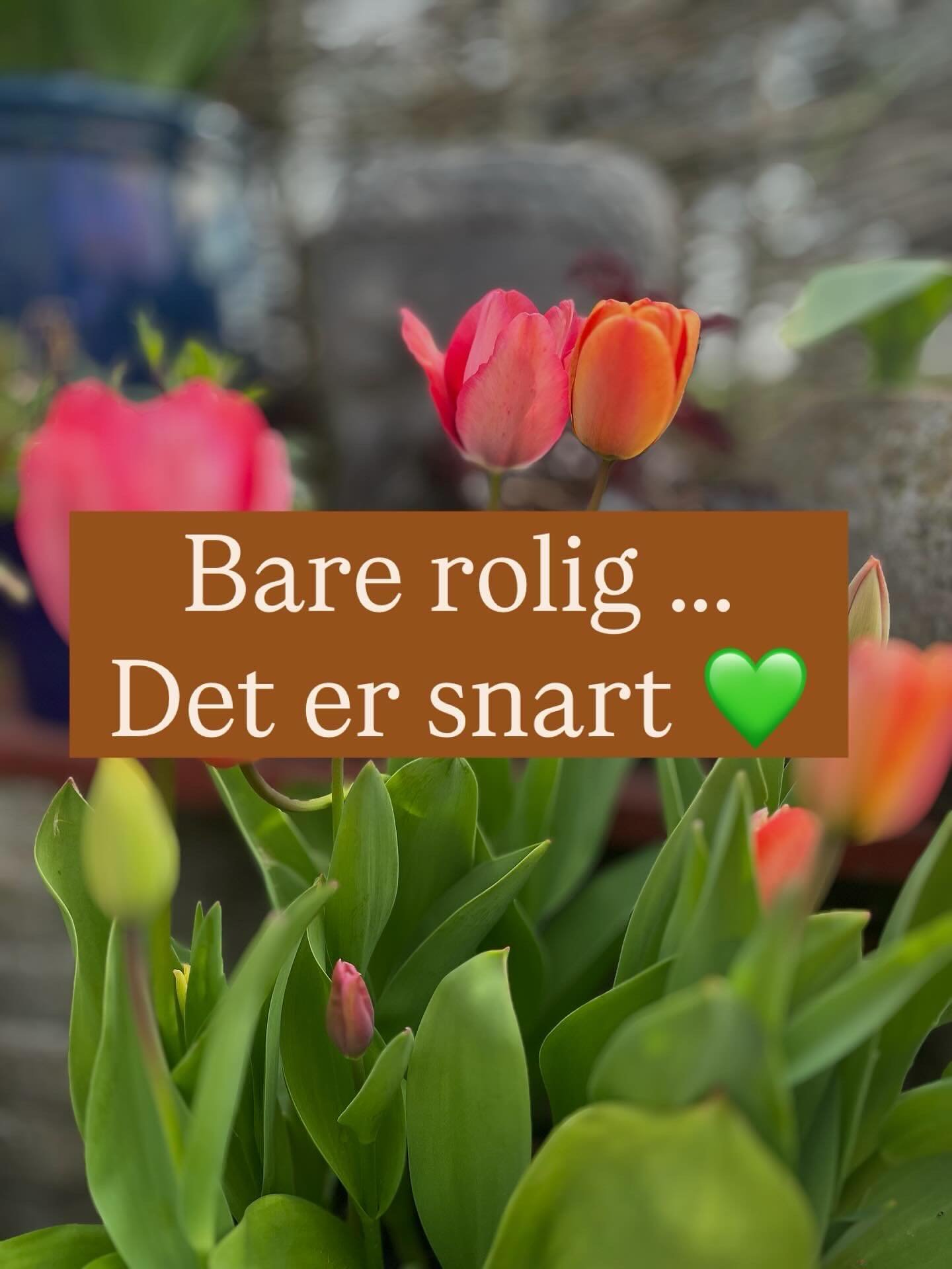 Jeg er egentlig efter&aring;r og vintermenneske.

Eller den fort&aelig;lling er den, jeg har fortalt mig selv i mange &aring;r. M&aring;ske alle &aring;r &hellip;

Men jeg tror egentlig ikke det passer &hellip; jeg tror, jeg er alle slags &aring;rsti