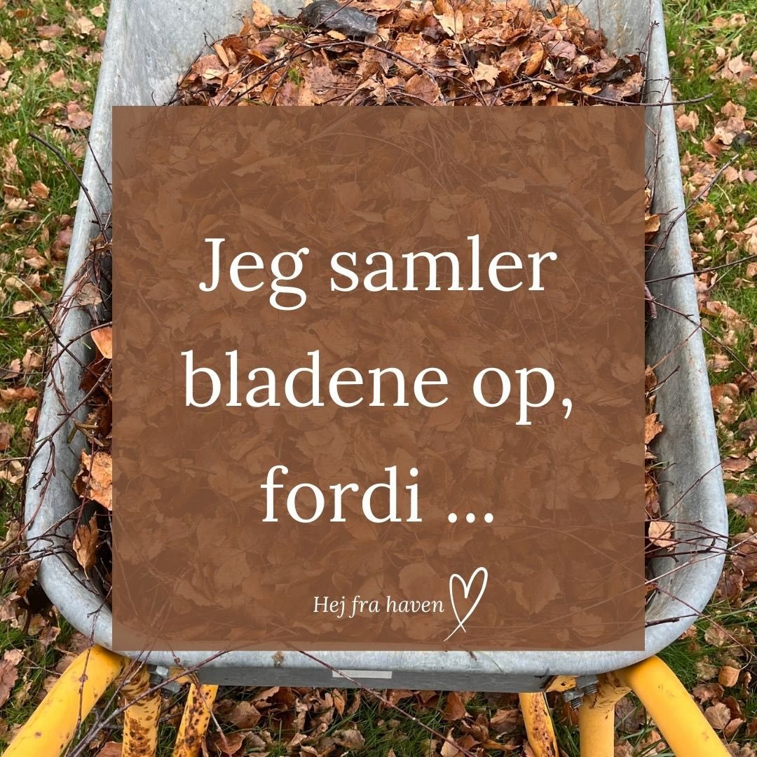 L&aelig;s med, hvorfor &hellip; 👉🍂🍁🤔

😜

@hej_fra_haven