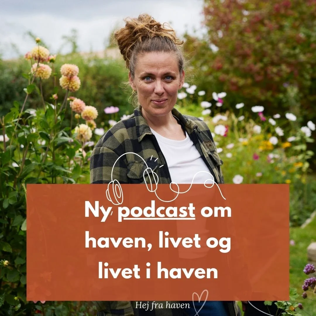 🎧 S&Aring; ER DET NU 🎧

P&aring; onsdag g&aring;r min podcast, Hej Fra Haven i luften for f&oslash;rste gang p&aring; @podradio.dk . 

Podcasten handler om det, jeg elsker n&aelig;sten lige s&aring; h&oslash;jt som min familie: Haven. 

Igennem en 