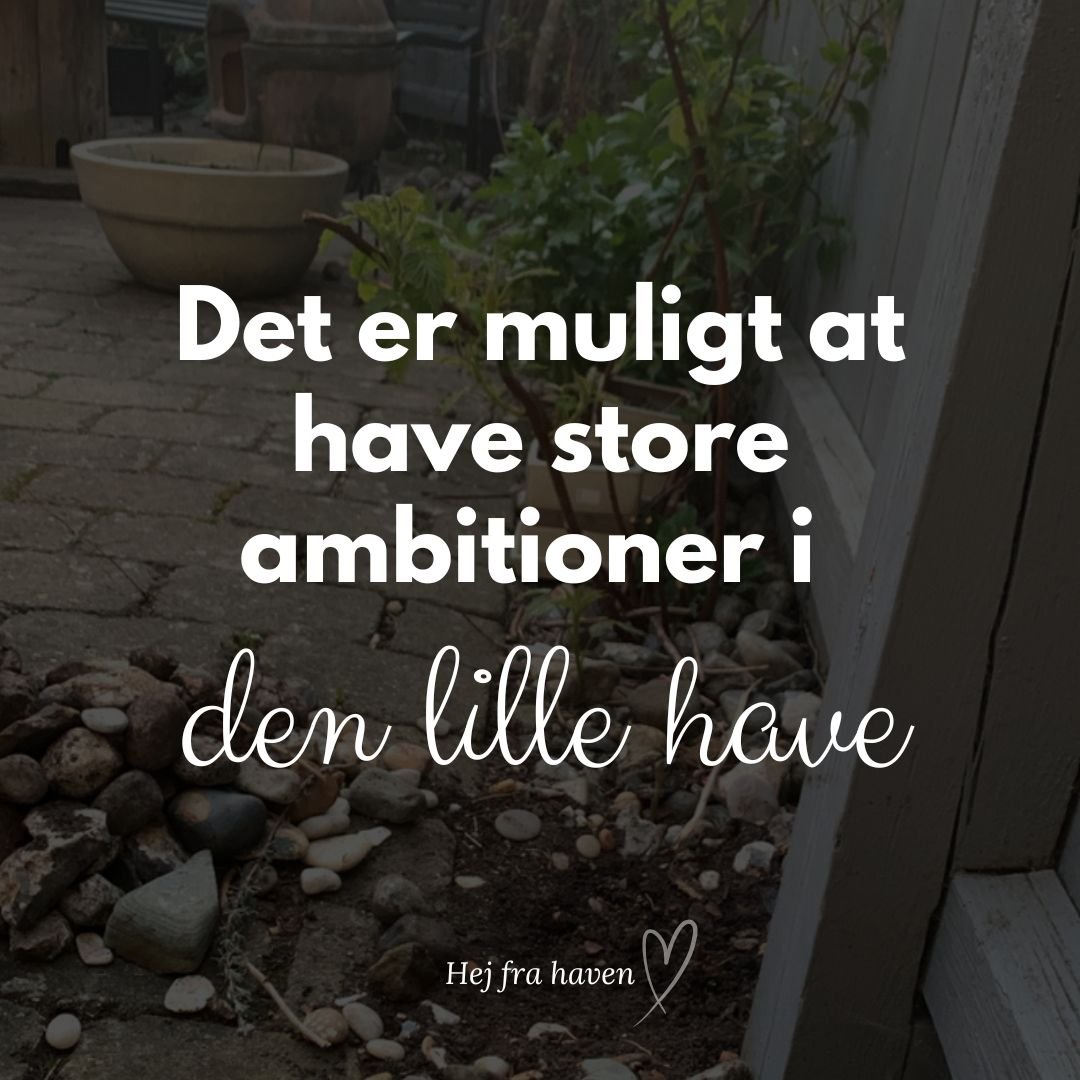 Jeg er s&aring; heldig at v&aelig;re beriget med to haver 😍

En i mit sommerhus og en g&aring;rdhave, der hvor vi &ldquo;&aelig;gte&rdquo; bor. 

🌱 Selvom haven i mit sommerhus er den have, jeg bruger mest tankevirksomhed p&aring;, er g&aring;rdhav
