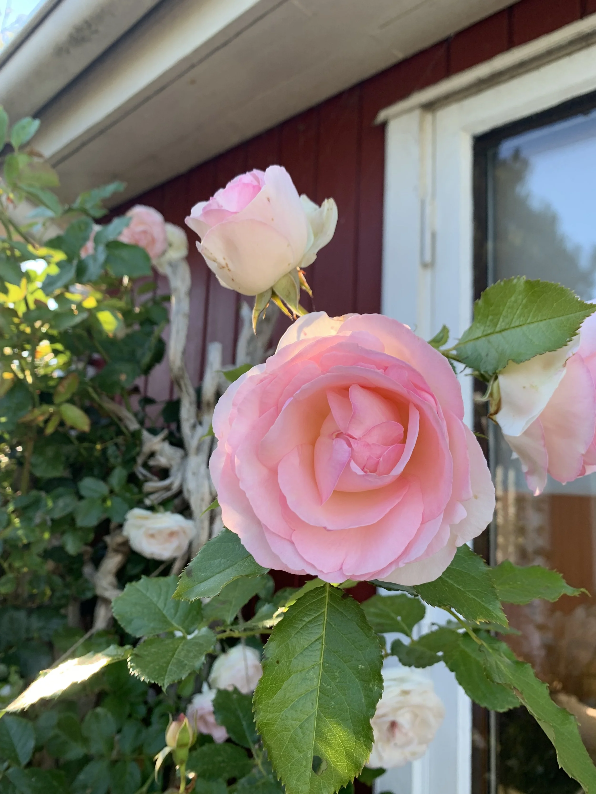 Kan man beskære planter, buske og træer hele året?