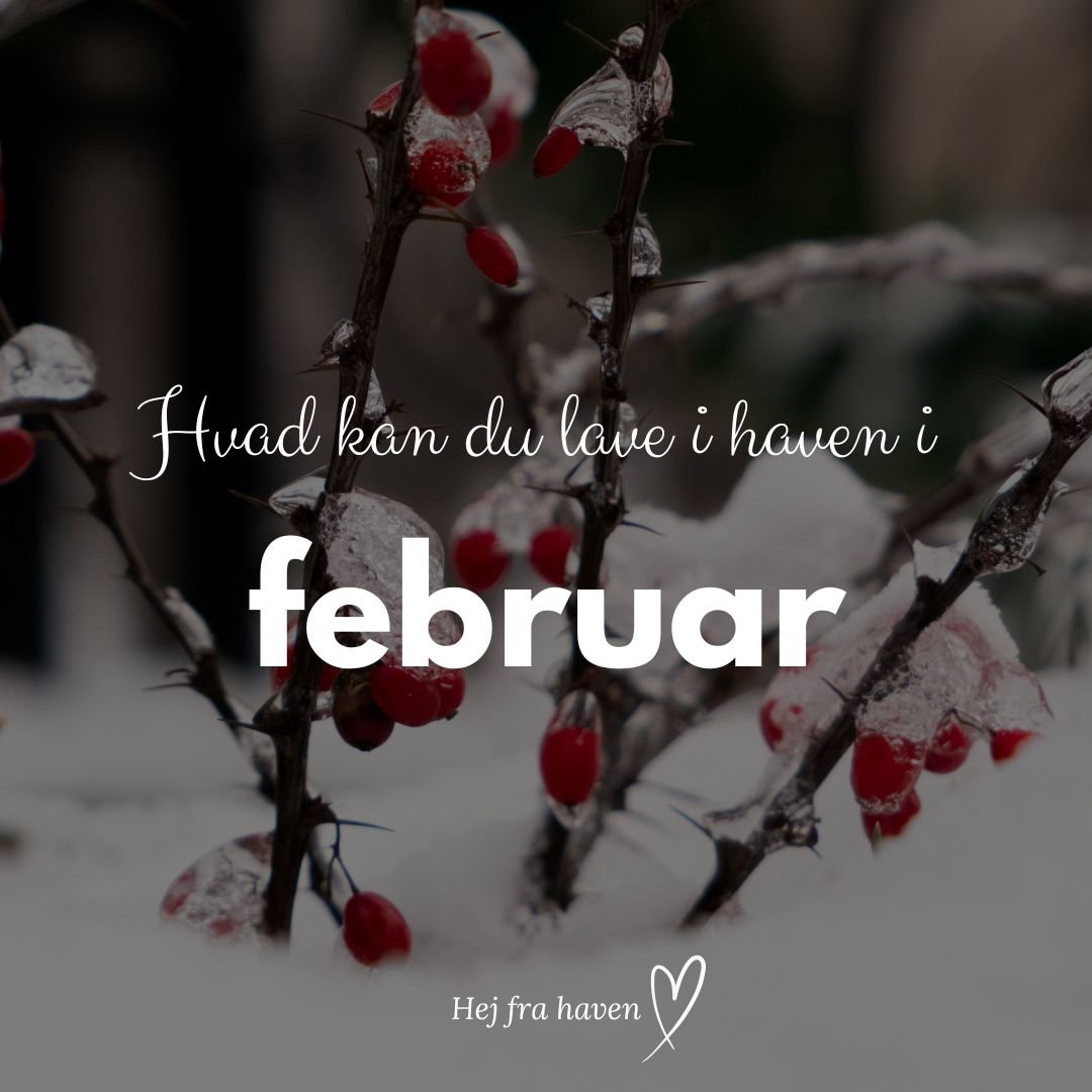 Der findes ikke &aring;bningstider i haven 

Jeg ved det godt ... det kribler. Og vi ender med at bruge masser af penge p&aring; knolde, fr&oslash;, sommerl&oslash;g osv., fordi vi savner at komme ud i haven 😝

Og &aelig;rligt, s&aring; havde jeg fo