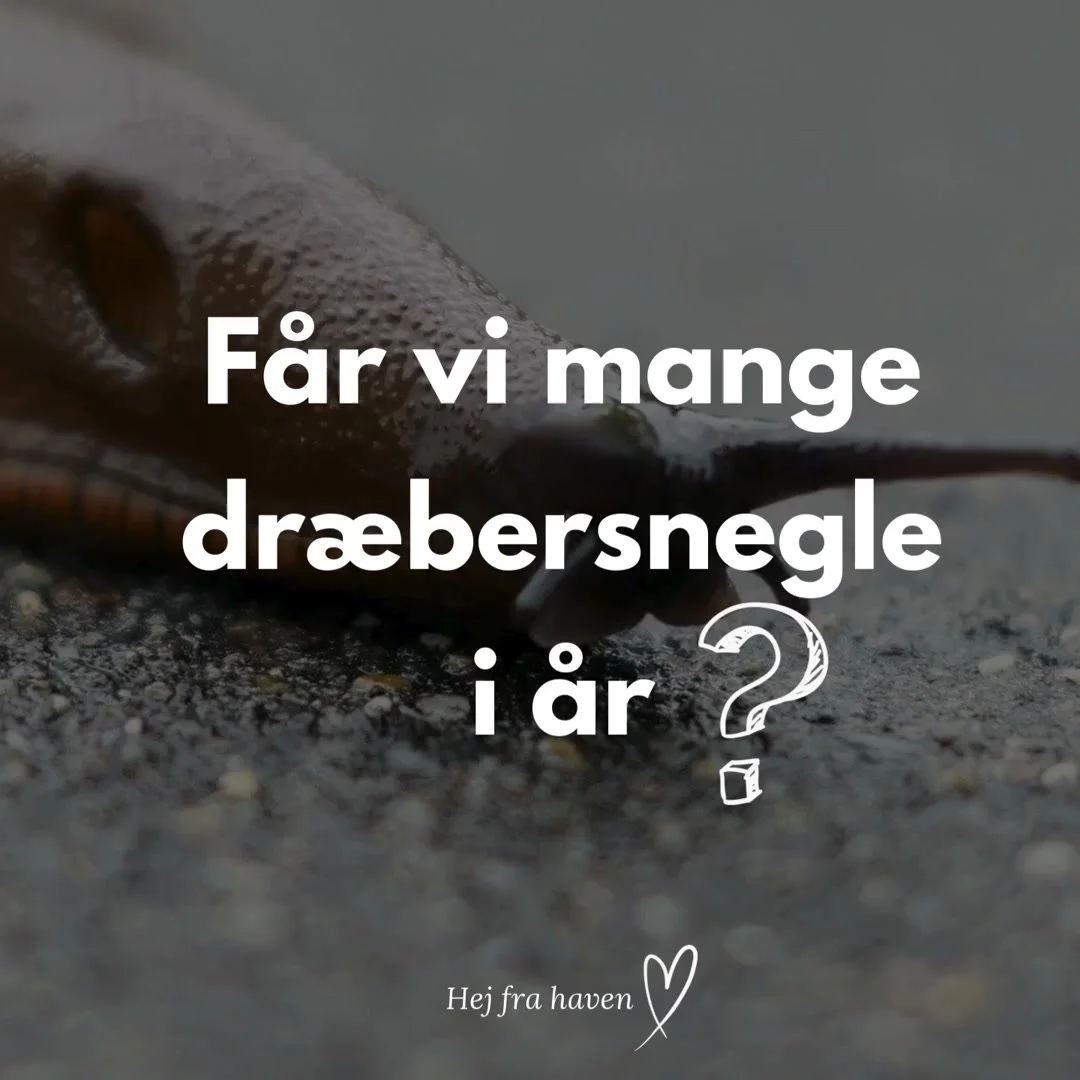 Kan snegle&aelig;g og sm&aring; dr&aelig;bersnegle overleve en h&aring;rd vinter?

Ja. Det kan de ... 
Vi har haft en lang periode med frost. Jorden har flere steder v&aelig;ret bundfrossen.
"D&oslash;r dr&aelig;bersneglene s&aring;?"

😪 D