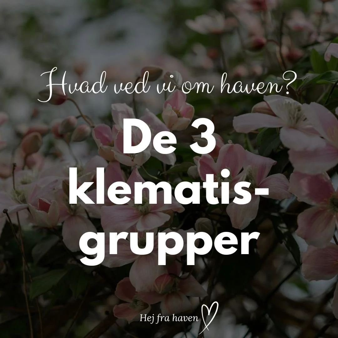 Hvorn&aring;r m&aring; man besk&aelig;re sin klematis? Og hvorfor h&aelig;nger det sammen med de 3 grupper?

Det korte svar:
Det kommer helt an p&aring;, hvilken type du har: 😆😲

🌱 Nogle klematis blomstrer p&aring; sidste &aring;rs skud.
🌱 Andre 