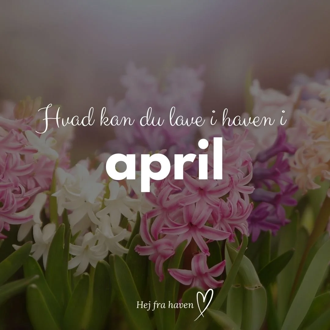 Der er ingen vej tilbage. Nu er det ud! 🚀🚀🚀🚀 Men hvem skulle stoppe os?

April er en vidunderlig m&aring;ned. Den er midt imellem det hele. Den har ofte en p&aring;skeferie med sig, og b&aring;de fugle, mennesker og planter fl&oslash;jter, smiler