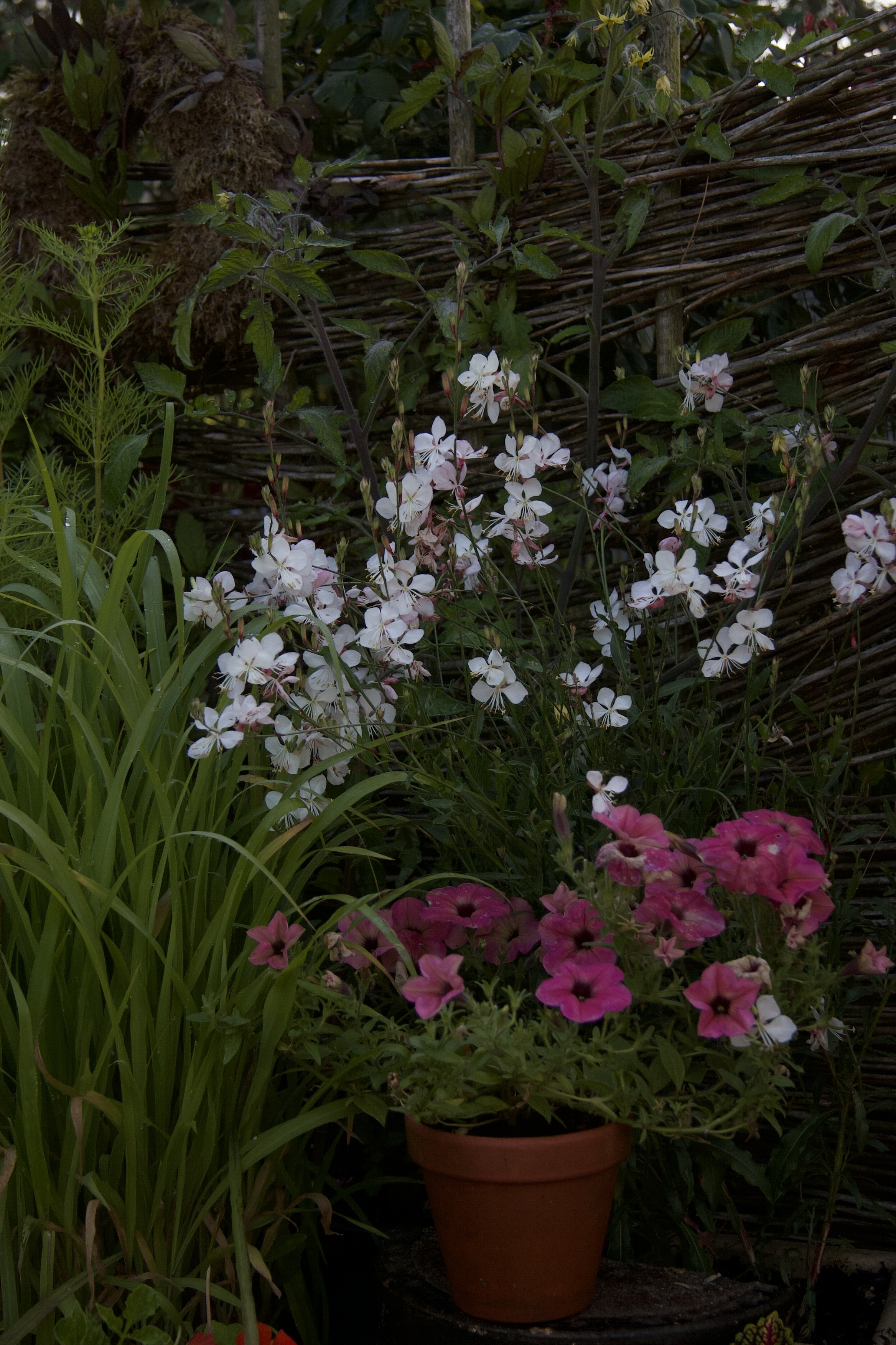 Blomster i en have, herunder hvide og lyserøde blomster og en terracotta potte med lilla blomster foran en flettet hegnsbaggrund.