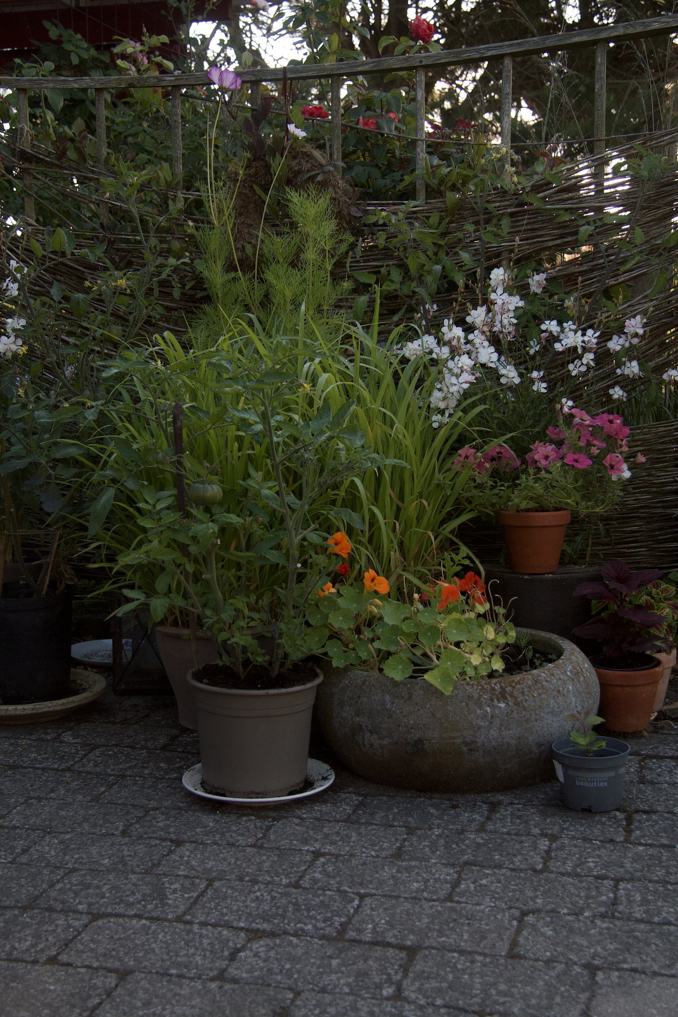 Forskellige planter i krukker på en terrasse med et flettet hegn i baggrunden.
