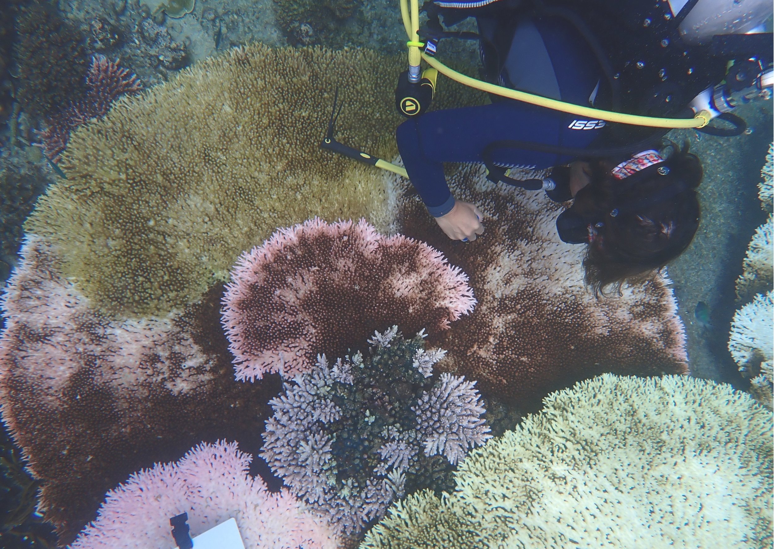 Fluoresecent adn bleached corals