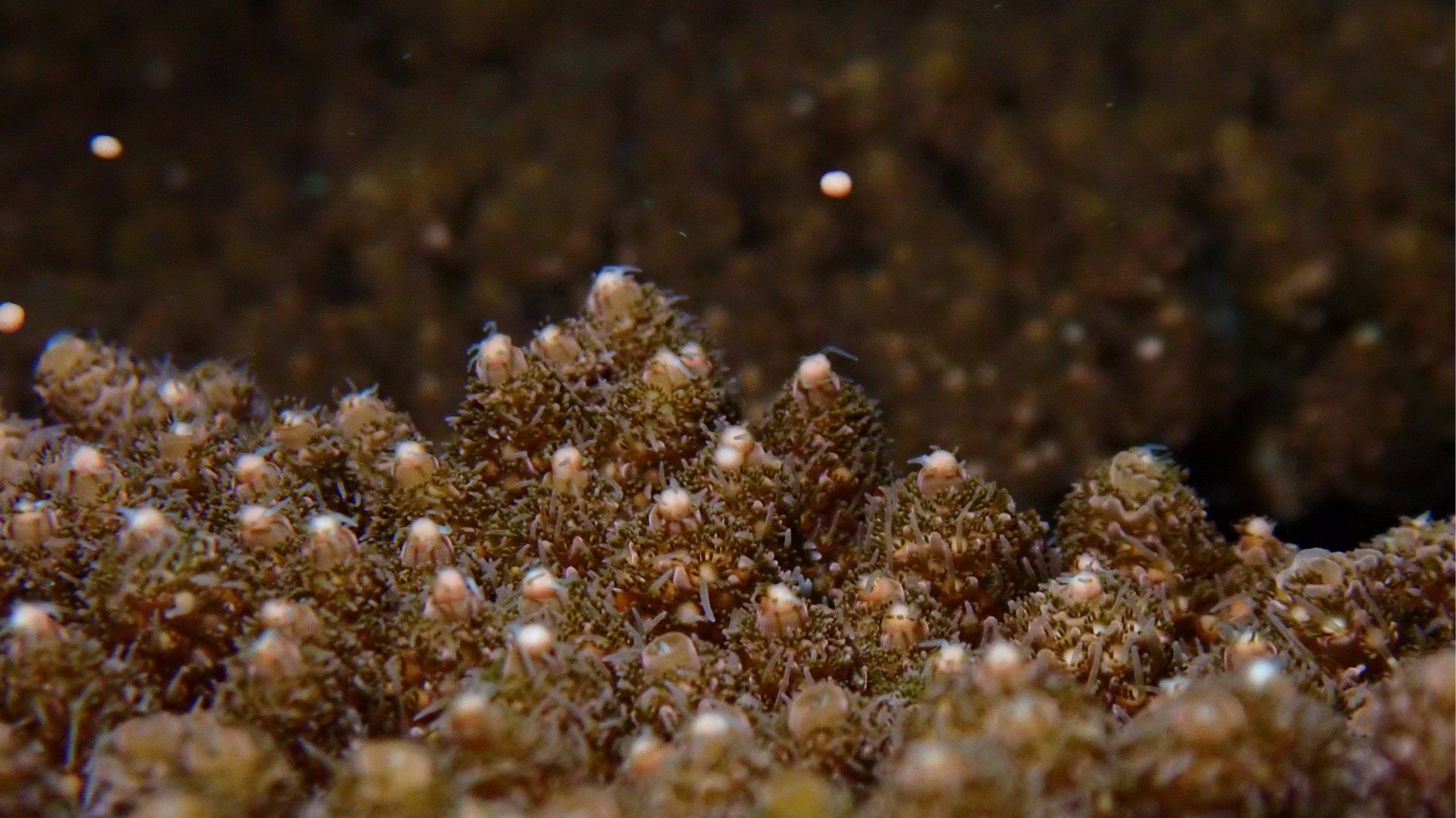 Spawning night September 2024