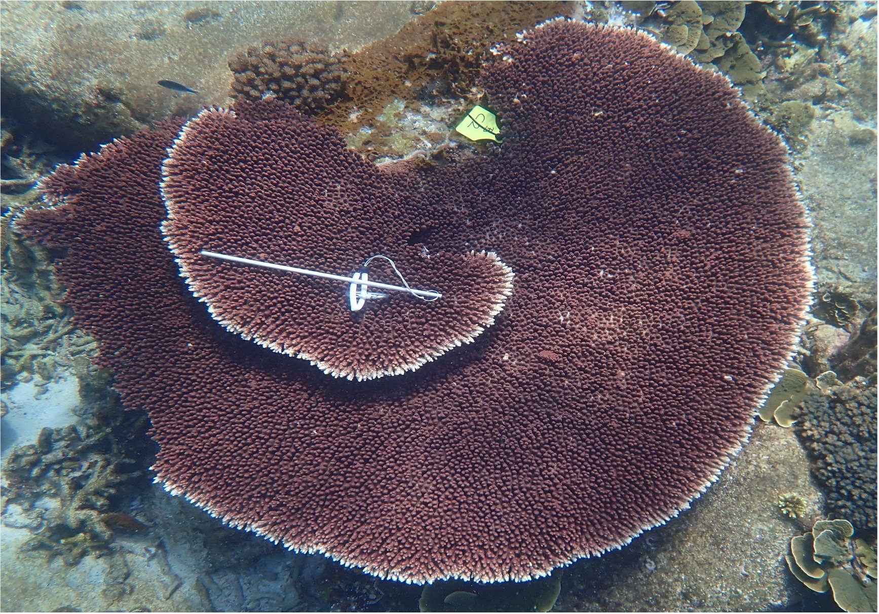 Aropora bifurcata