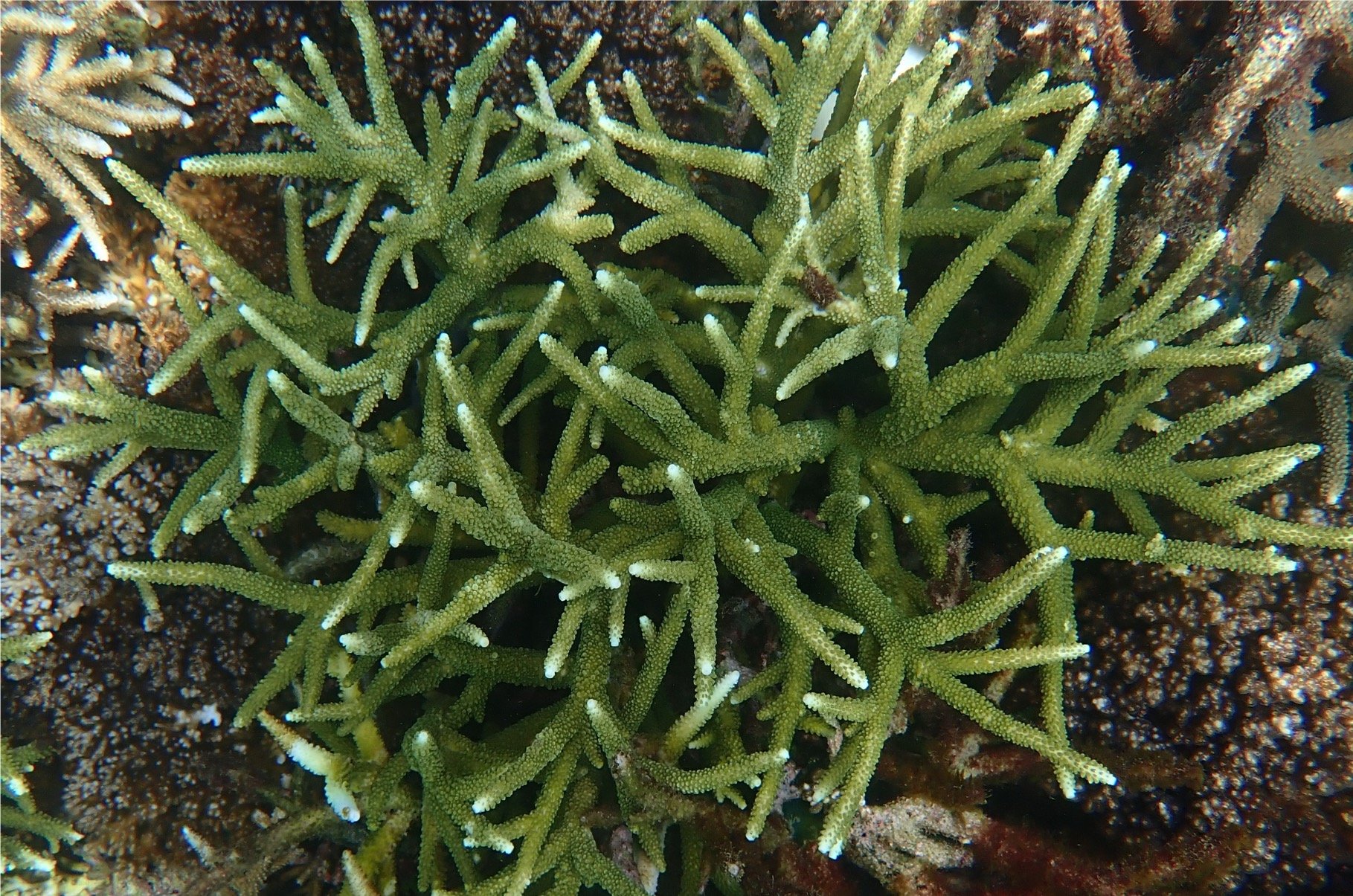 Acropora intermedia