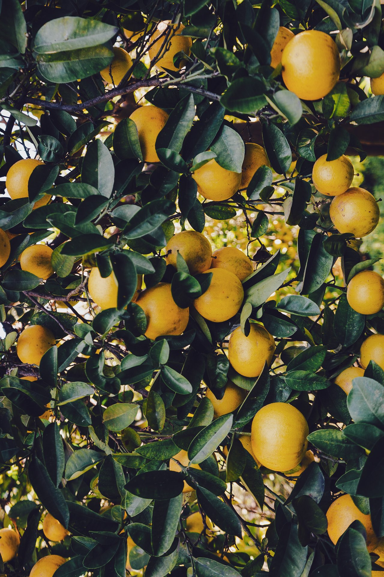 Yellow-12.jpg