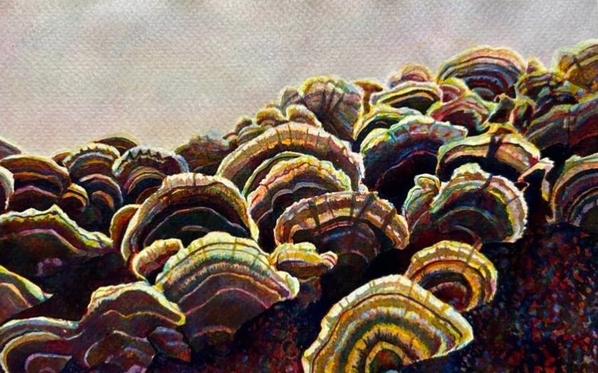 Turkey Tails