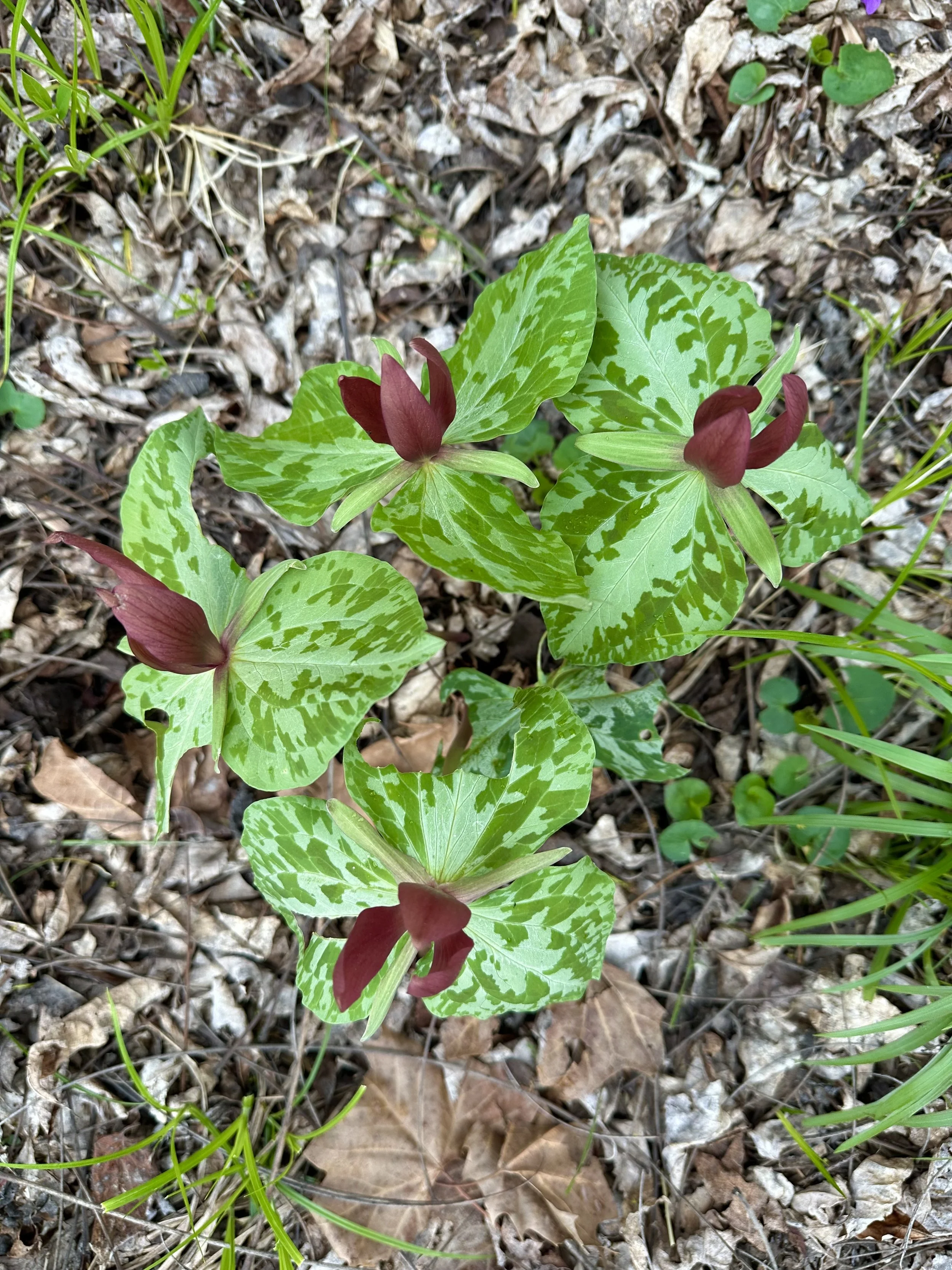 trillium-sweetbetsy.jpeg