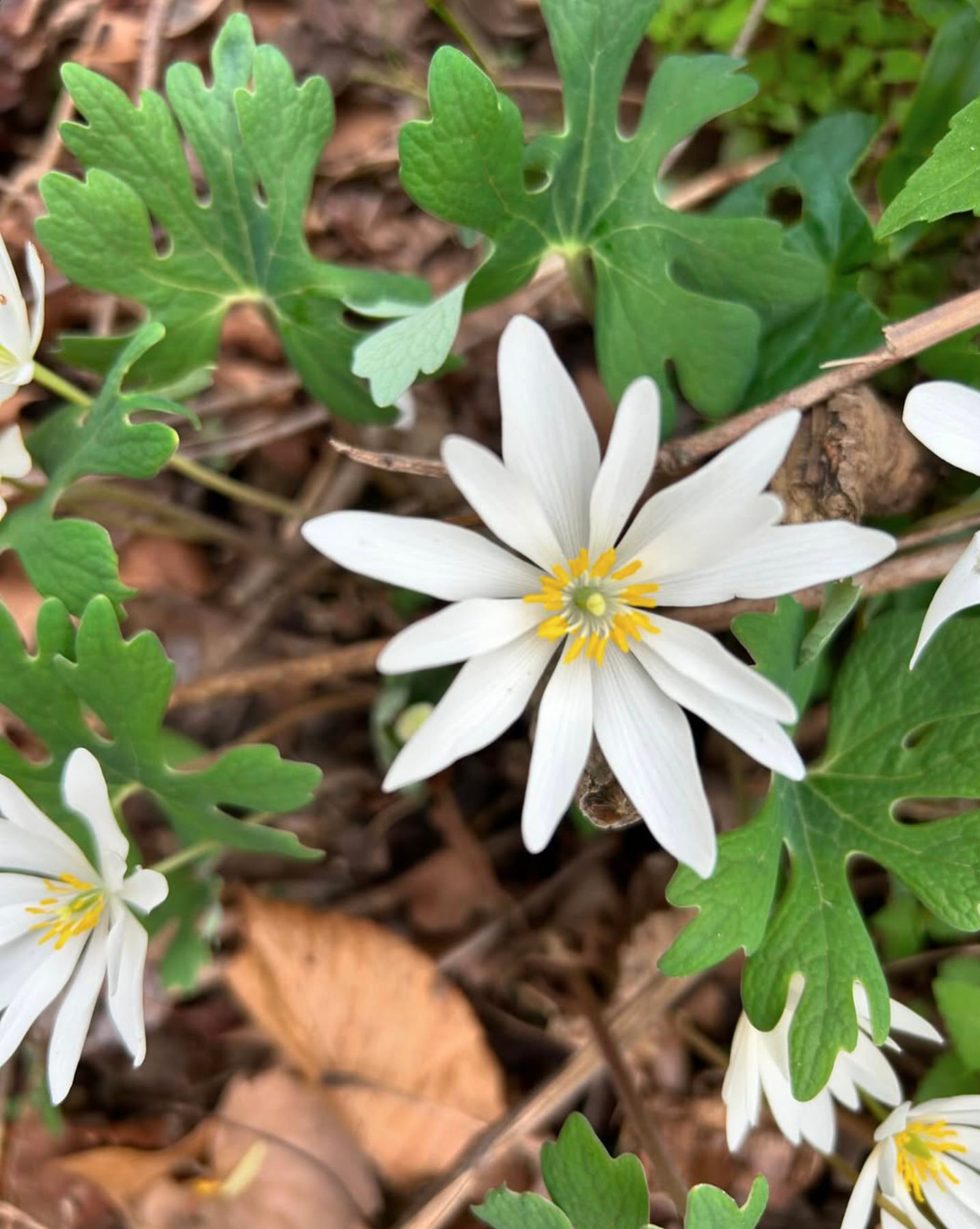 FOJCGbloodroot.png