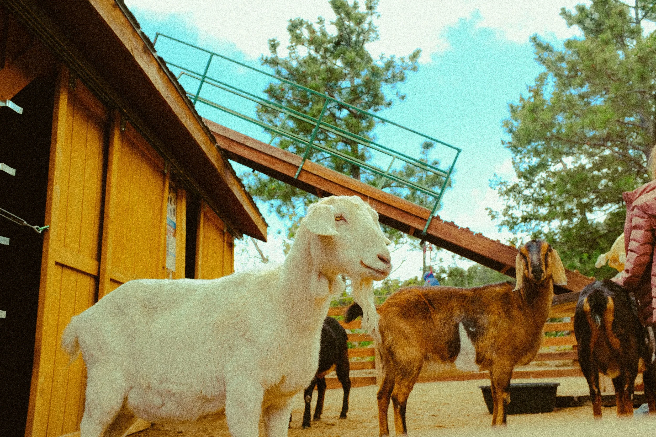 Colorado 2024 — Cheyenne Zoo