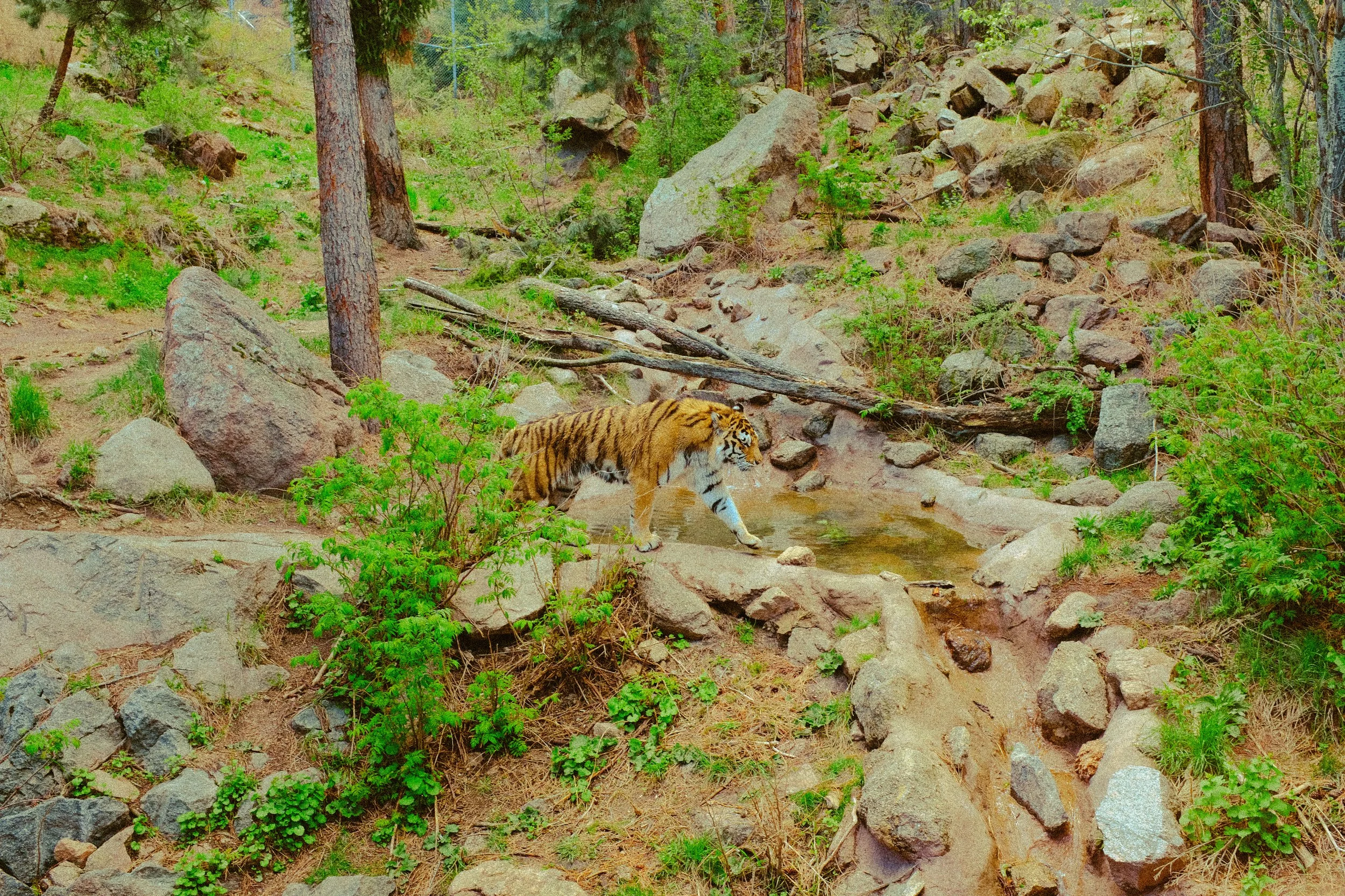 Colorado 2024 — Cheyenne Zoo