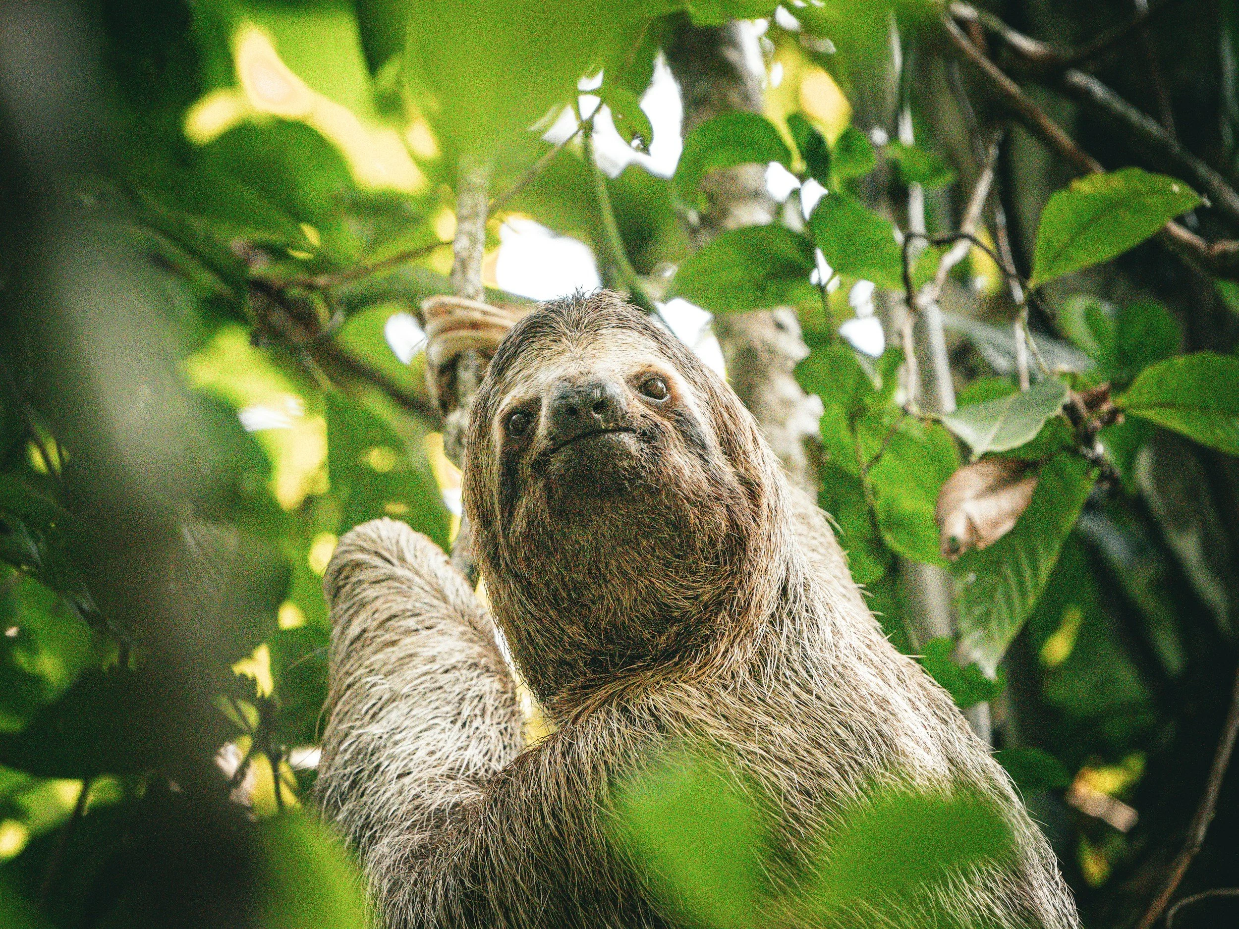Sloth