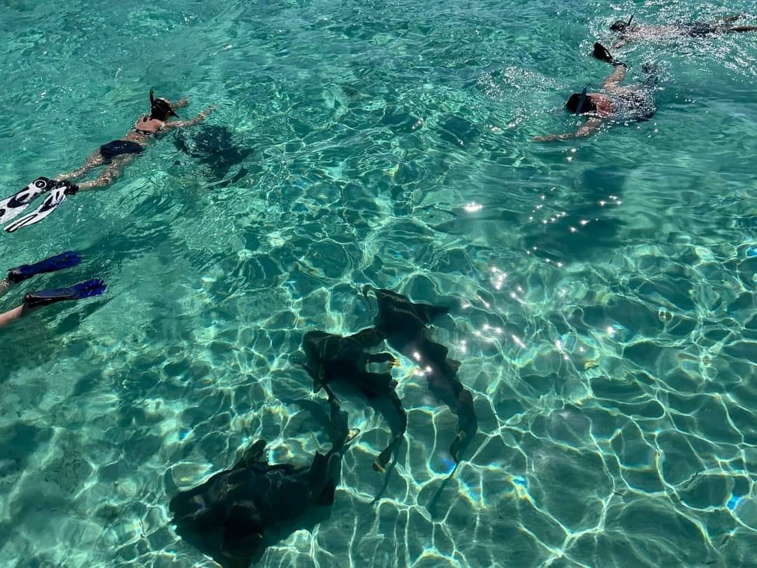 Nurse Sharks