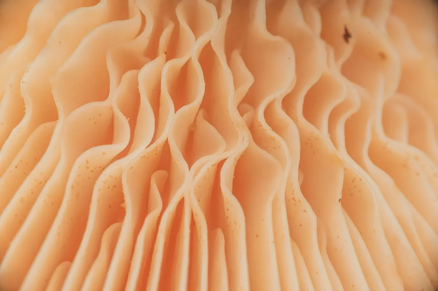 7 Amazing Benefits of Collagen 