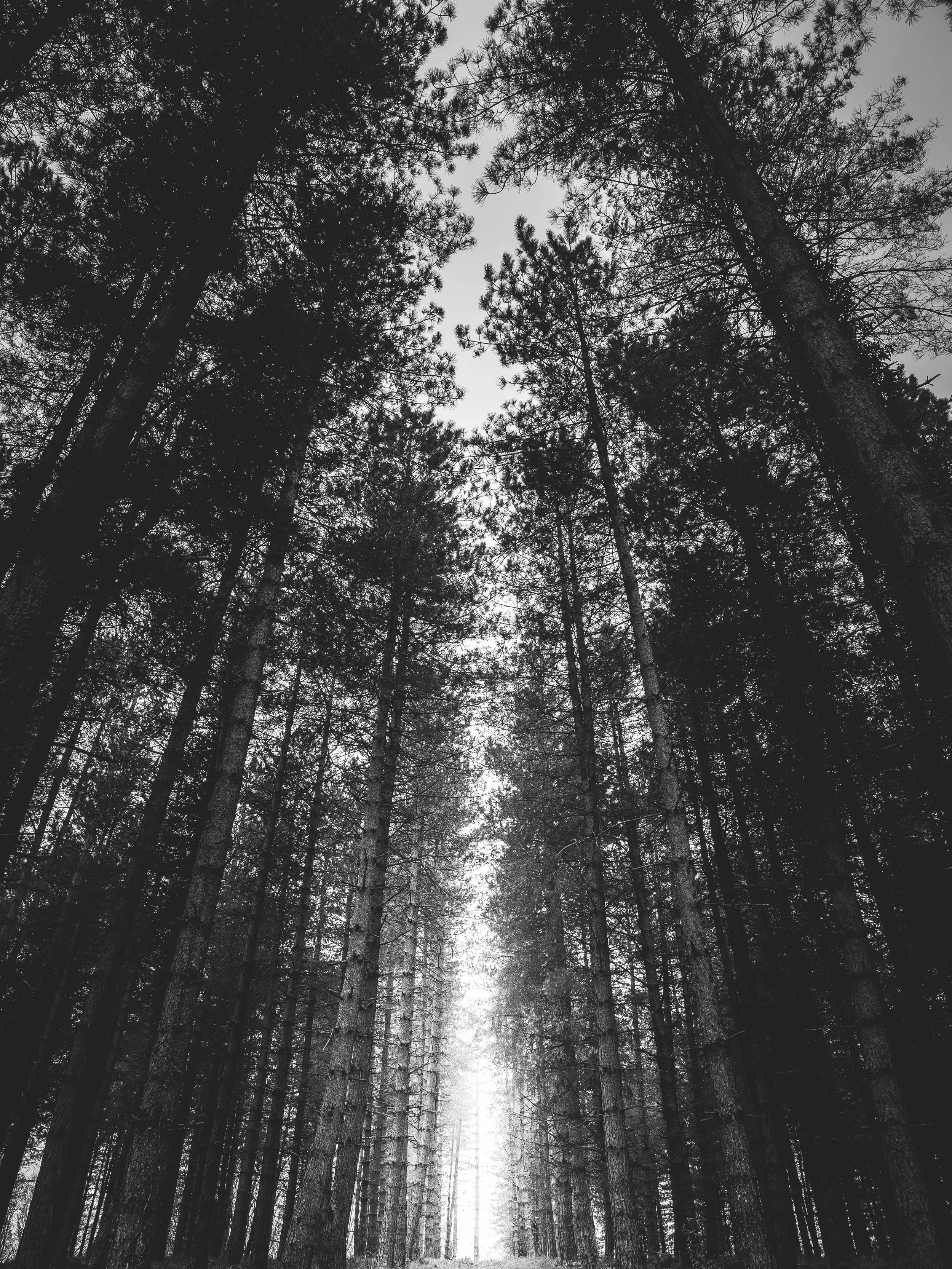"Cauchemar dans la forêt"