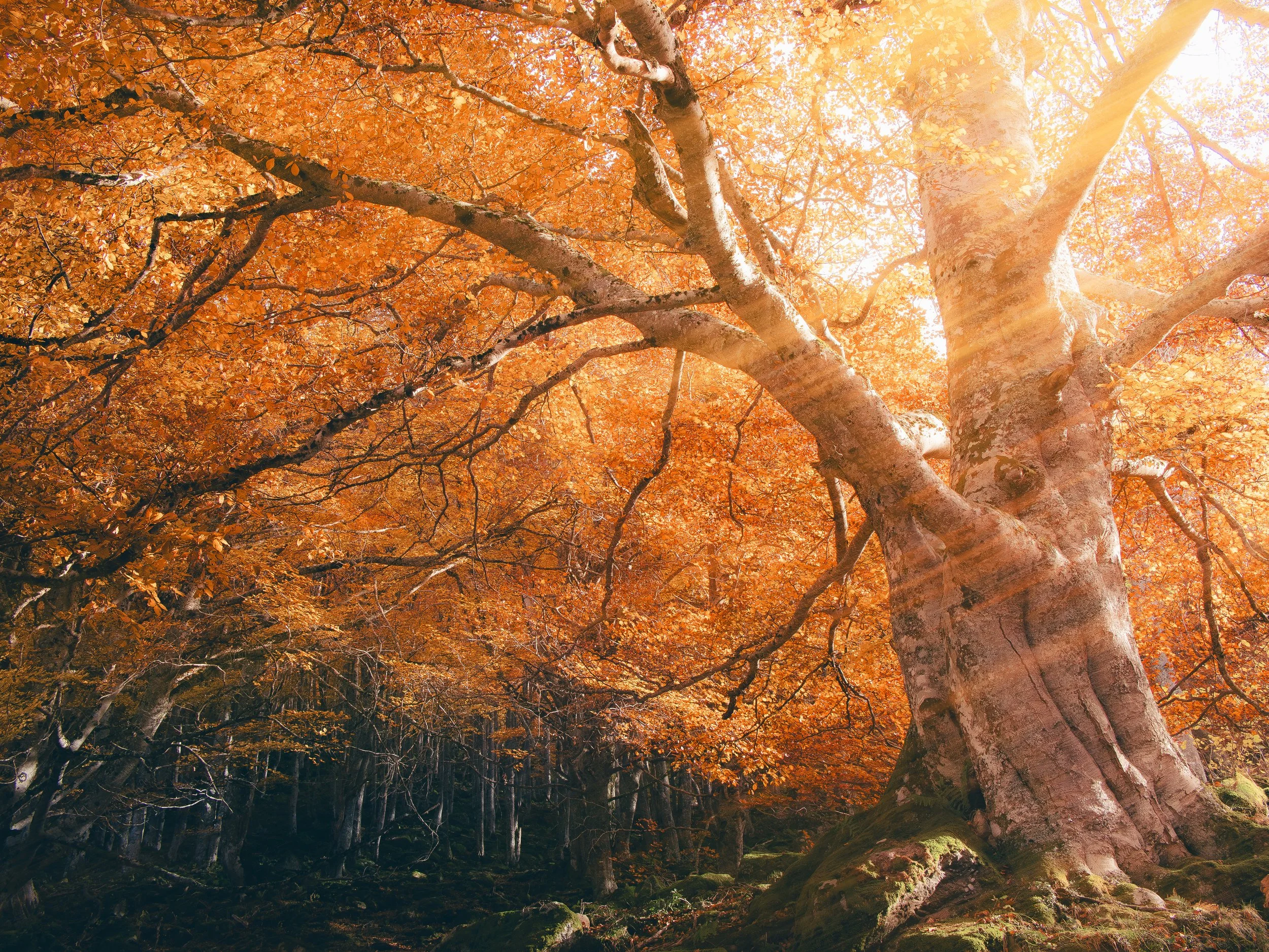 Un grand arbre aux feuilles orange d'automne, avec des branches s'étendant vers le ciel, dans une forêt.