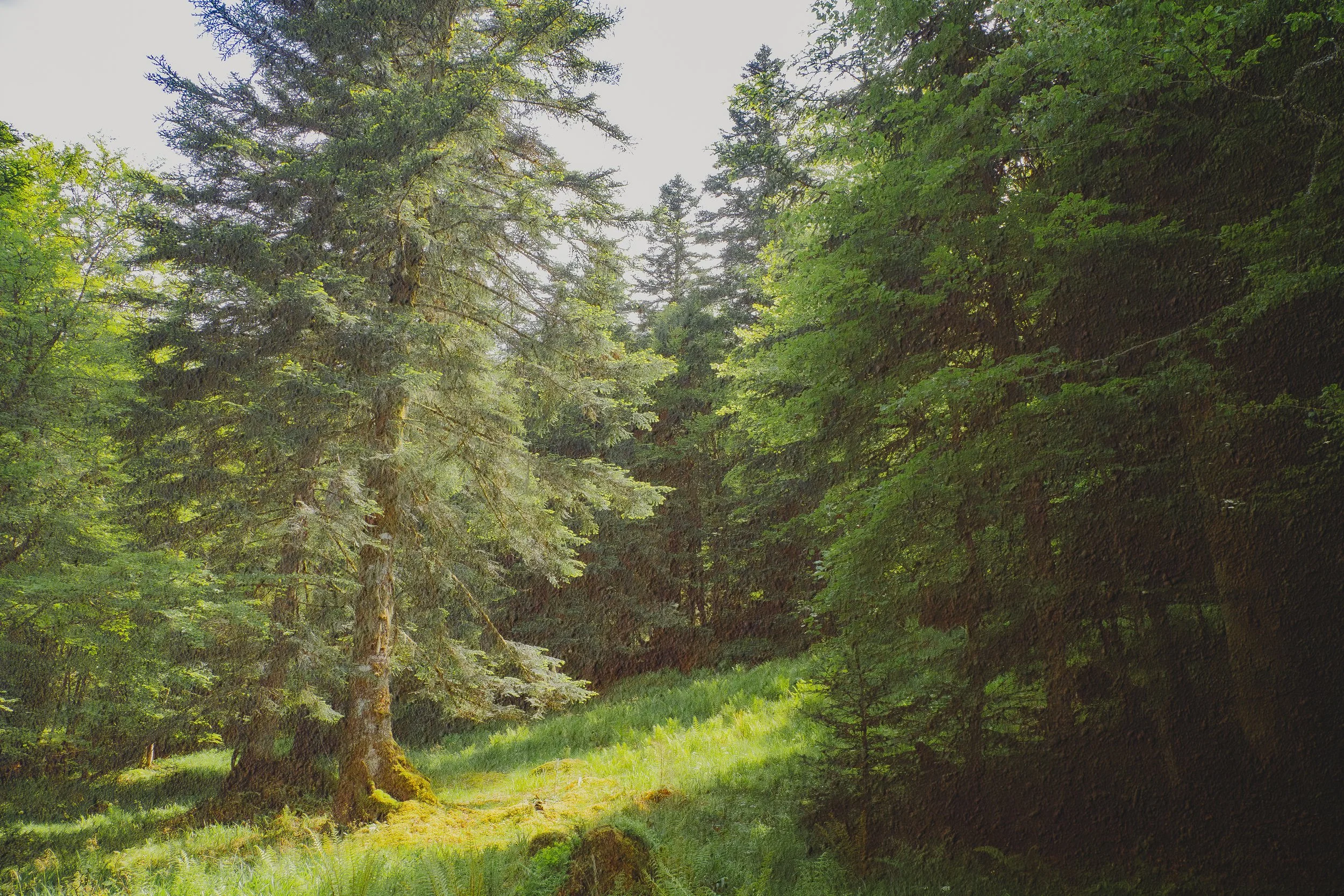 "Forêt ancienne"