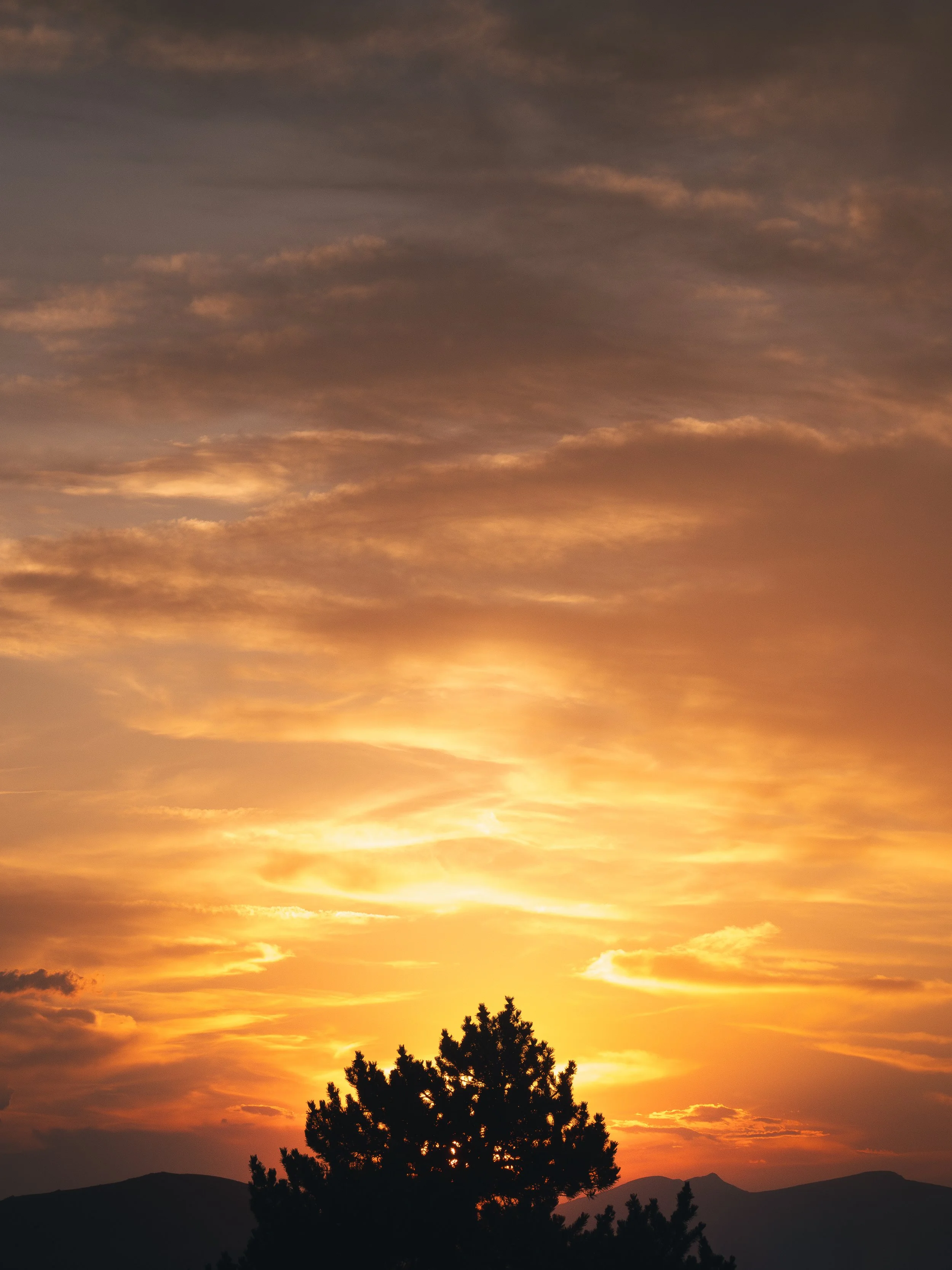 "L'arbre de feu"