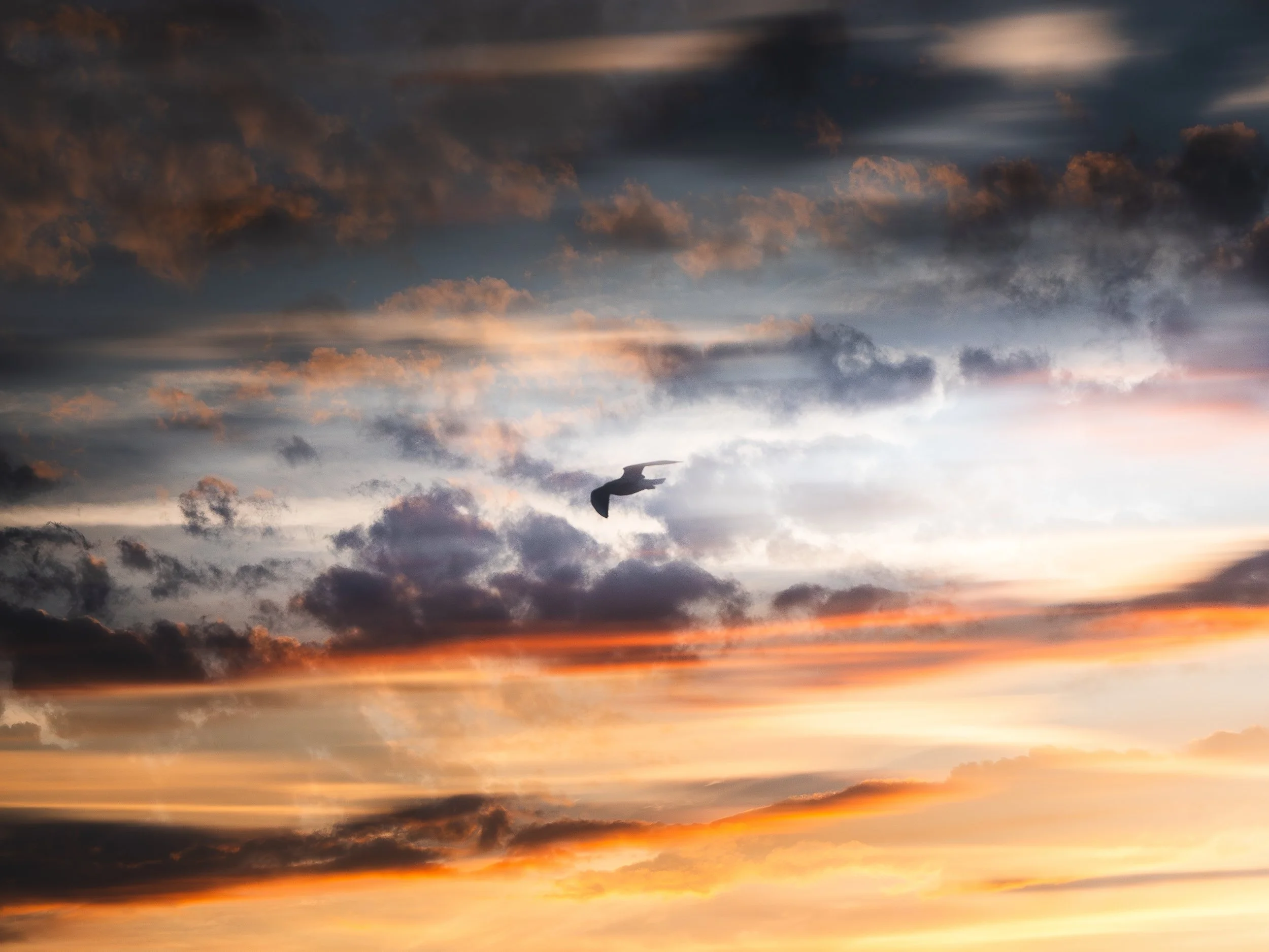 "Oiseau des songes N°2"