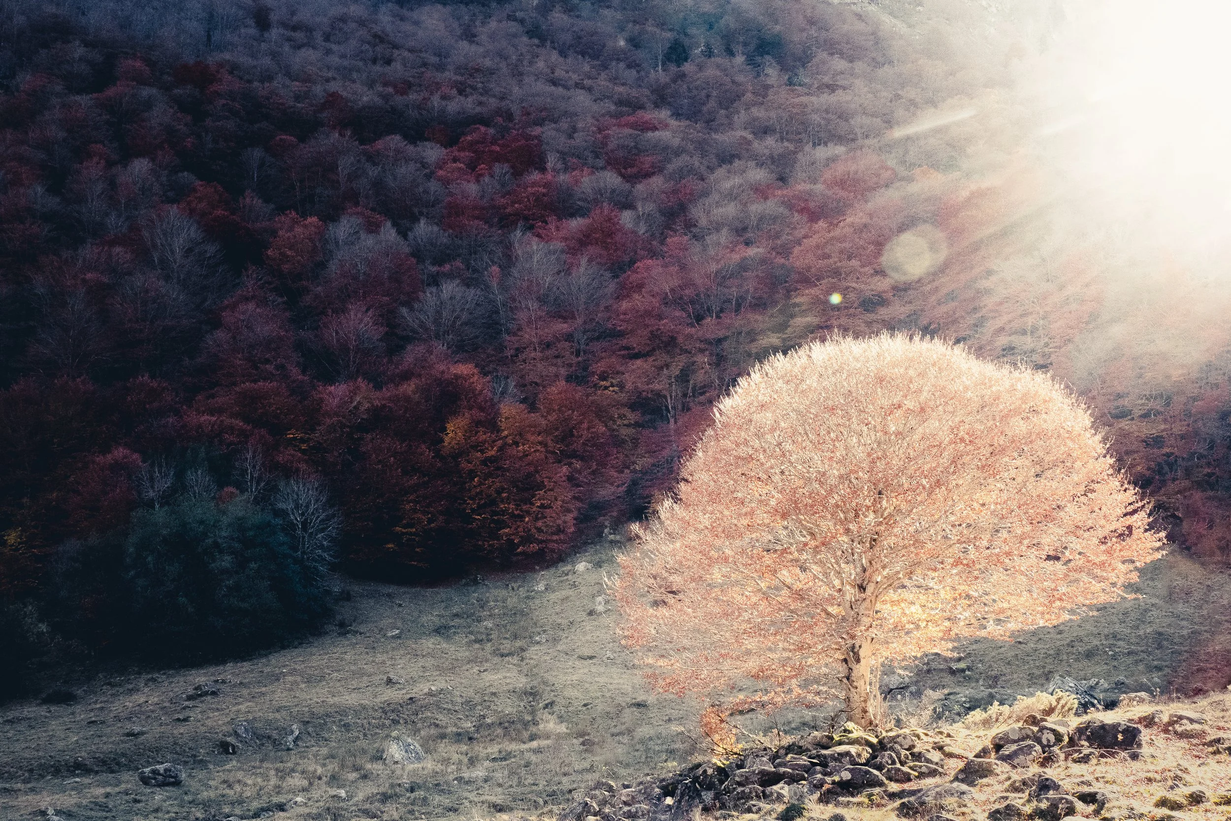 "L'arbre scintillant"