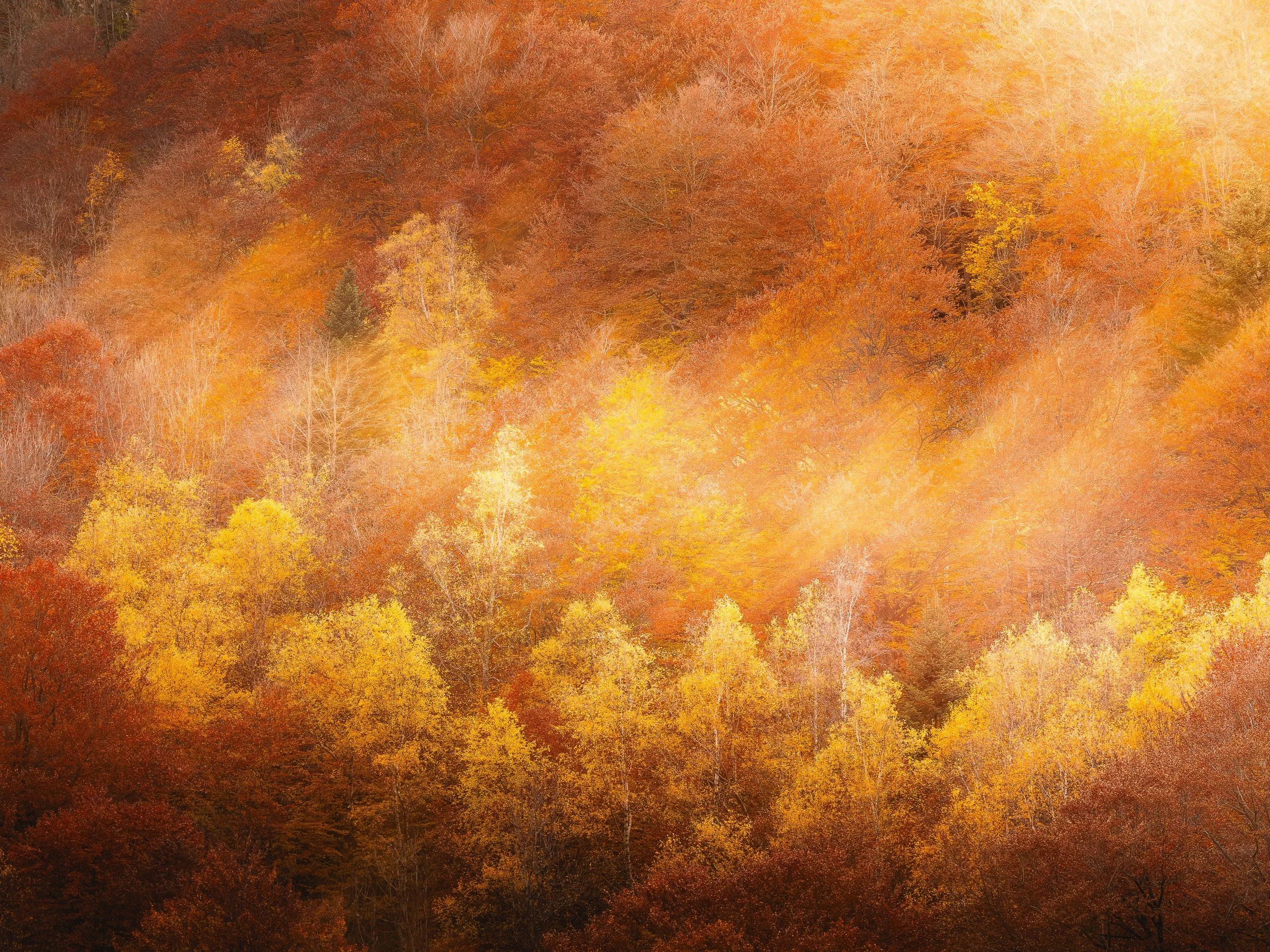 Forêt en automne avec des arbres aux feuilles orange, jaunes et rouges, illuminée par la lumière du soleil.