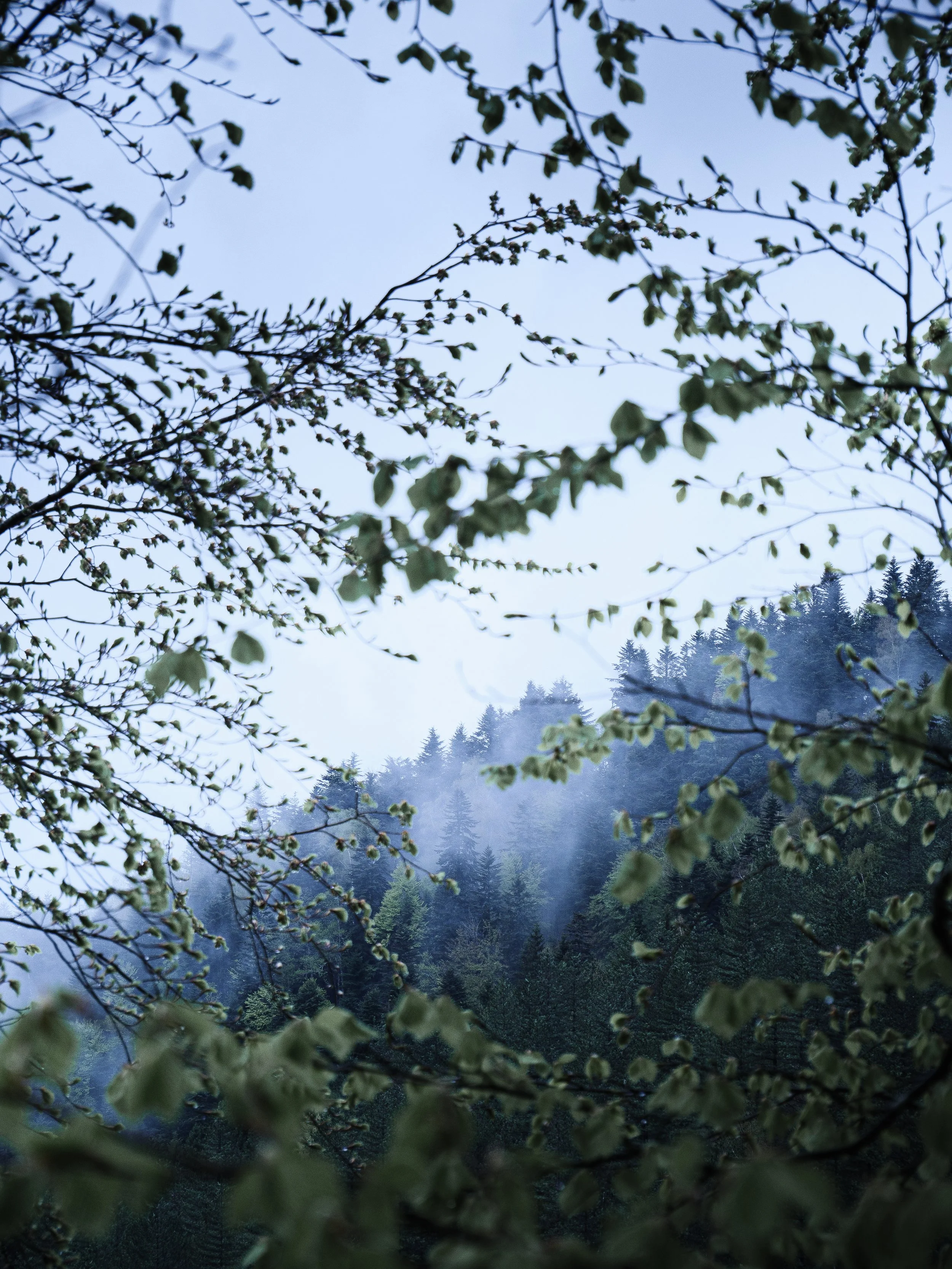"À travers les branches"