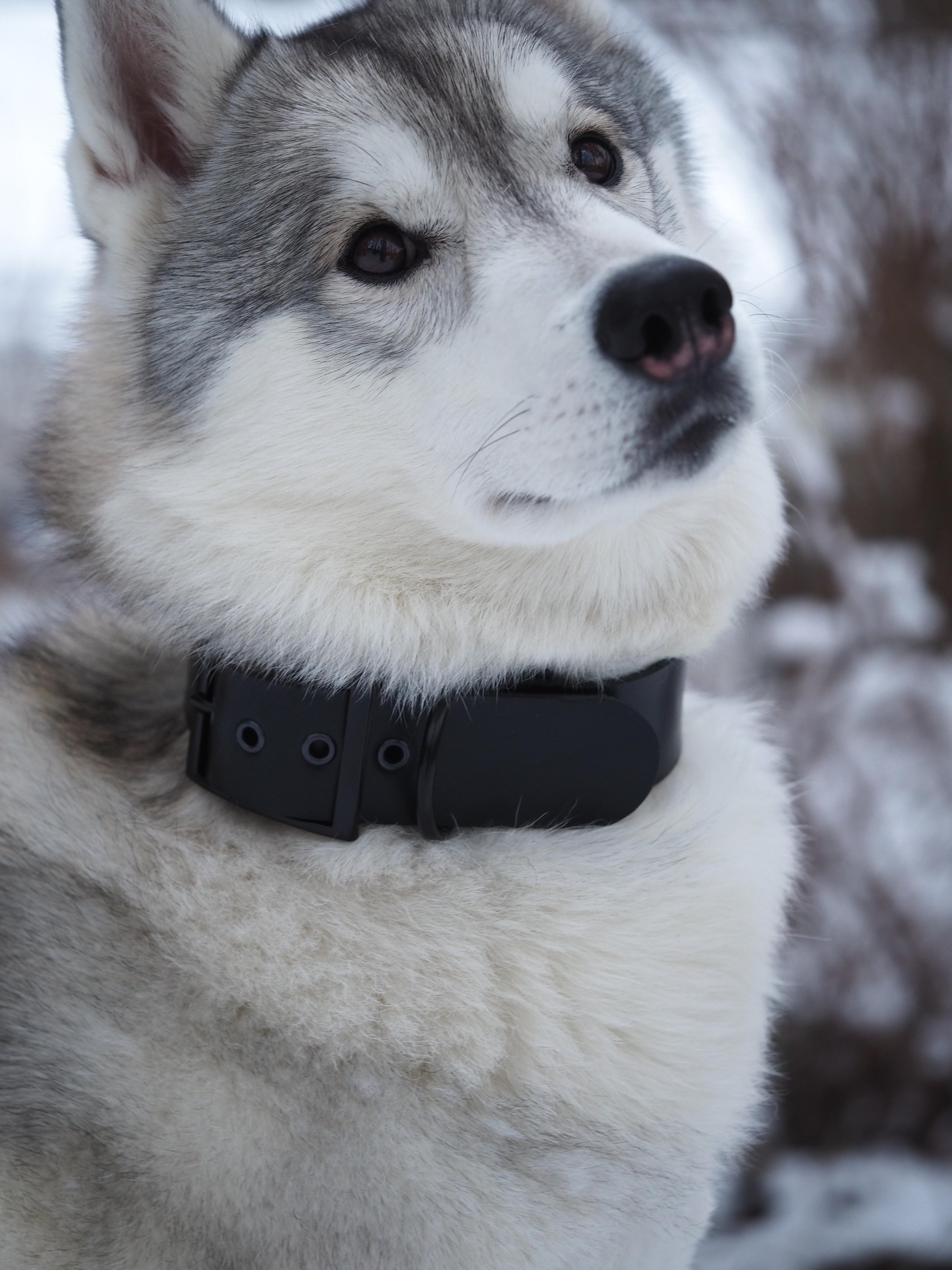Loki - Lokilla.jpg