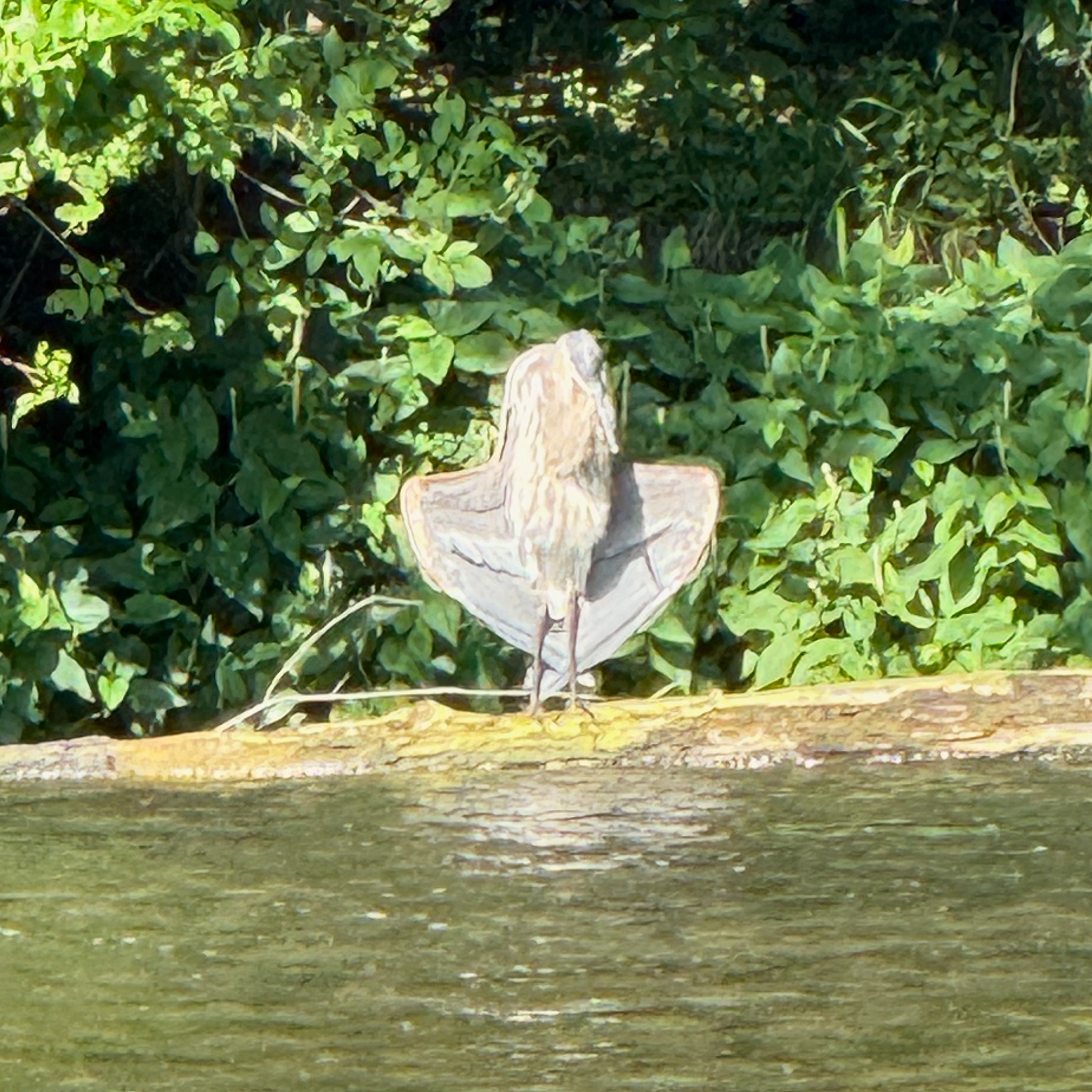 When the Great Blue Heron Opened Her Heart