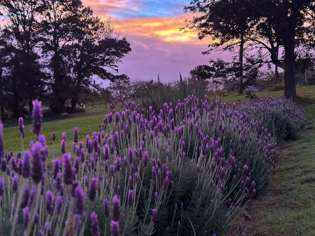Fresh Lavender Bundle