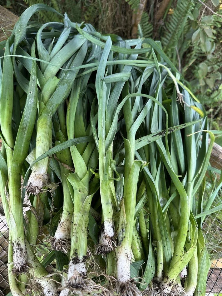 Leeks (per 2 large leeks)