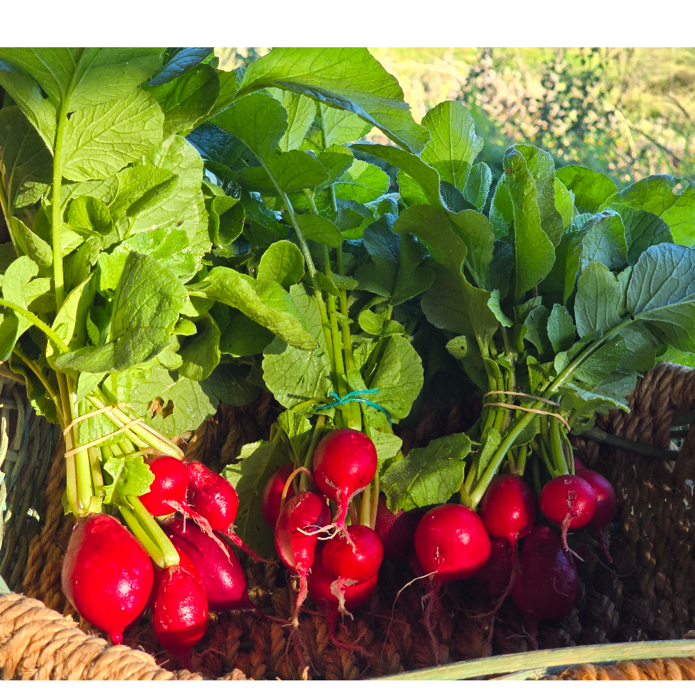 Radishes Cherry Belle.jpg