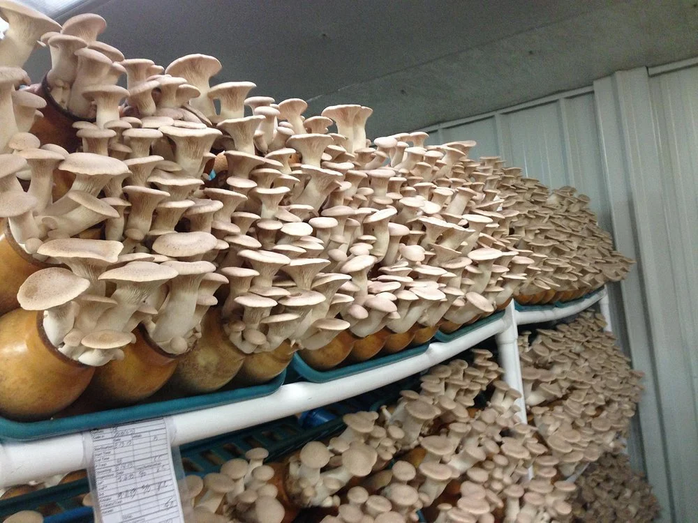 Oyster Mushrooms (1/2 lb bag)