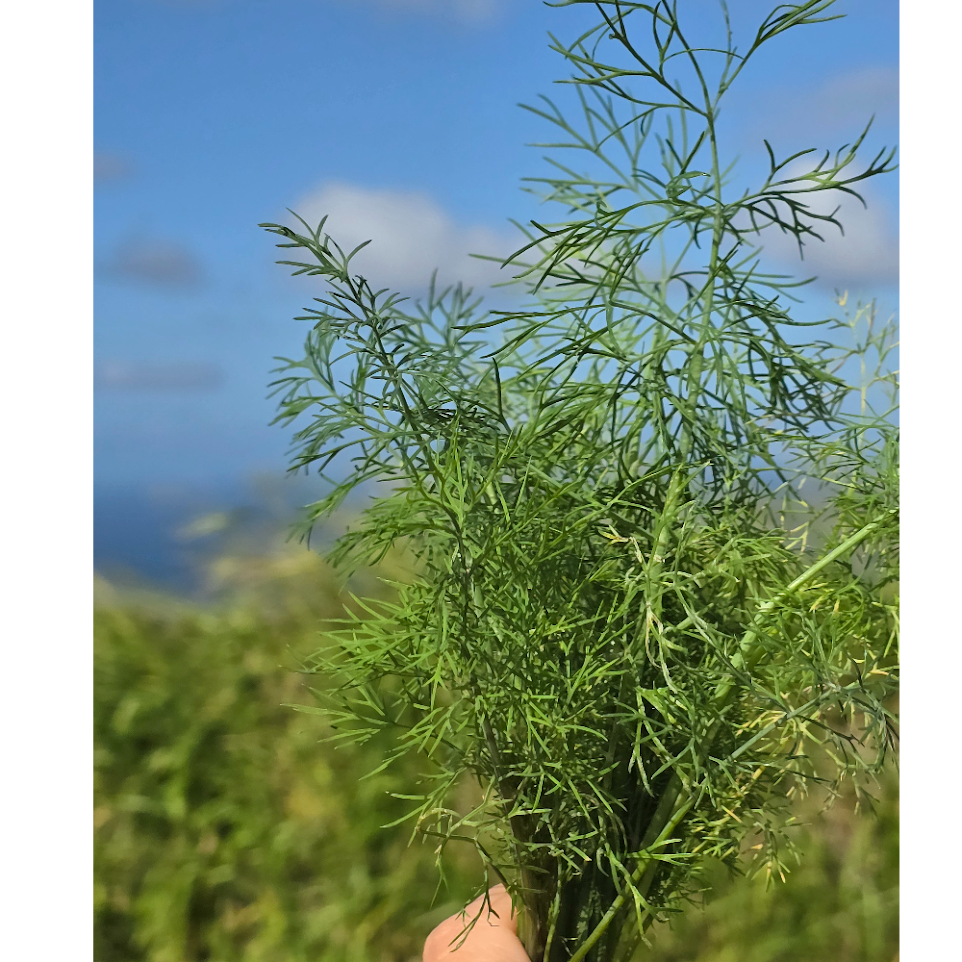 Fresh Herbs- Dill (1 oz.)