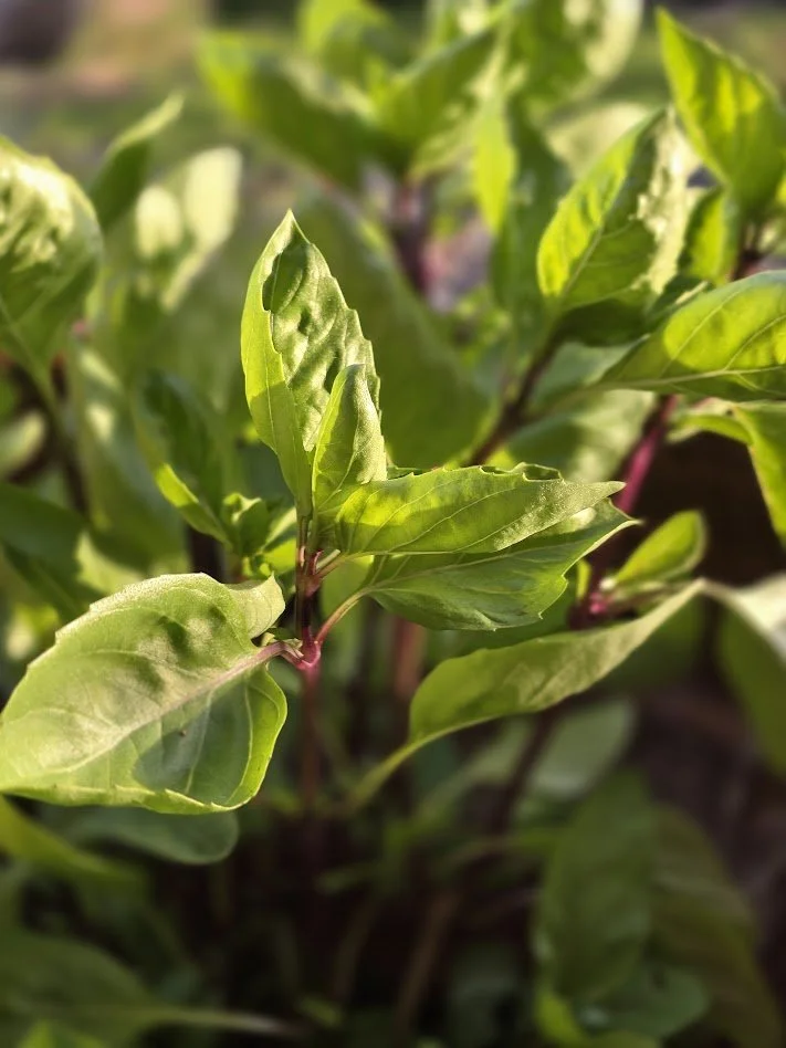 Fresh herbs - Basil (Thai) - 1 oz.