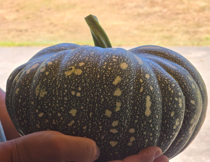 Pumpkin (Calabaza), Molokai Greeny Winter Squash approx 5 lbs